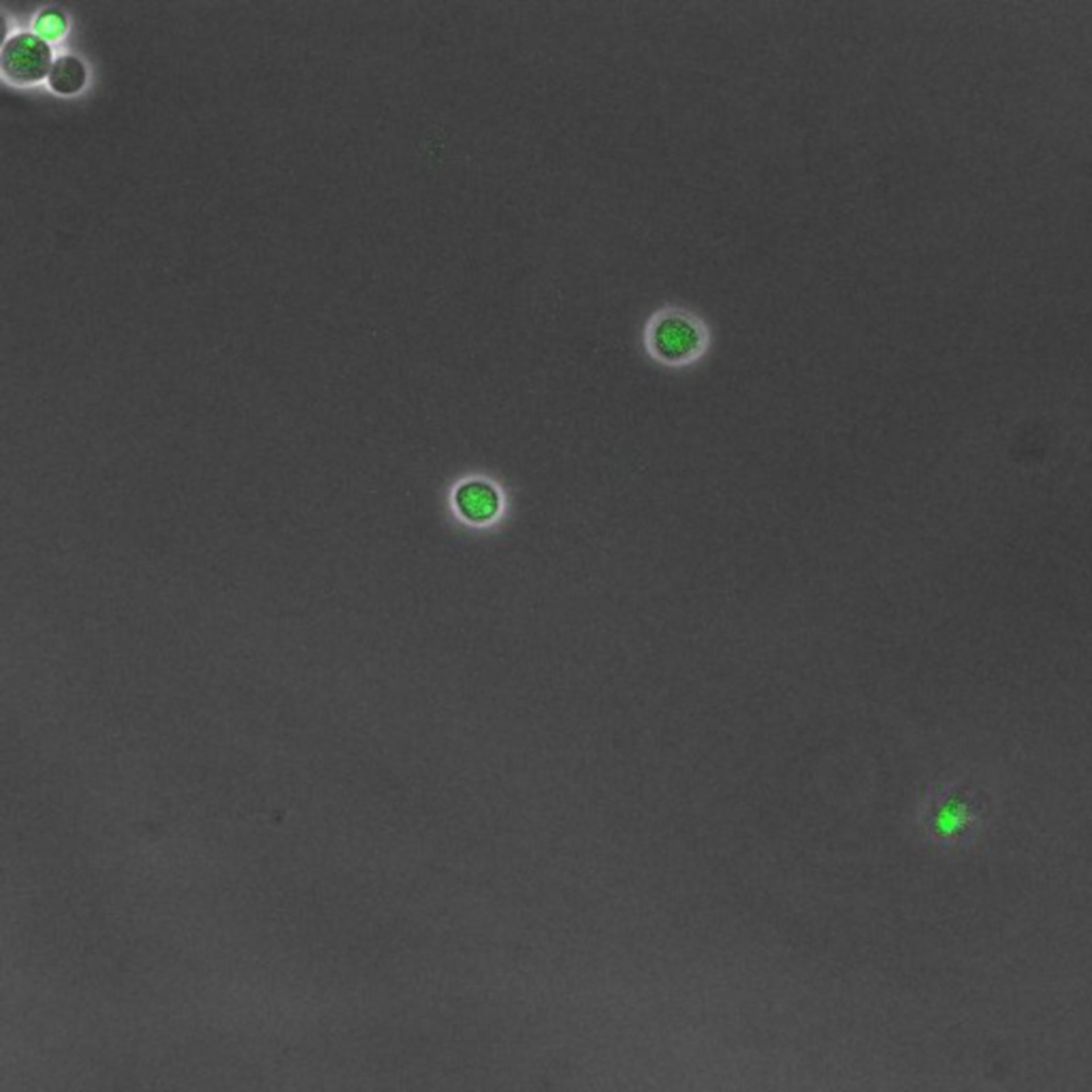 Saccharomyces cerevisiae (DNA replication preinitiation complex) - CIL:35663