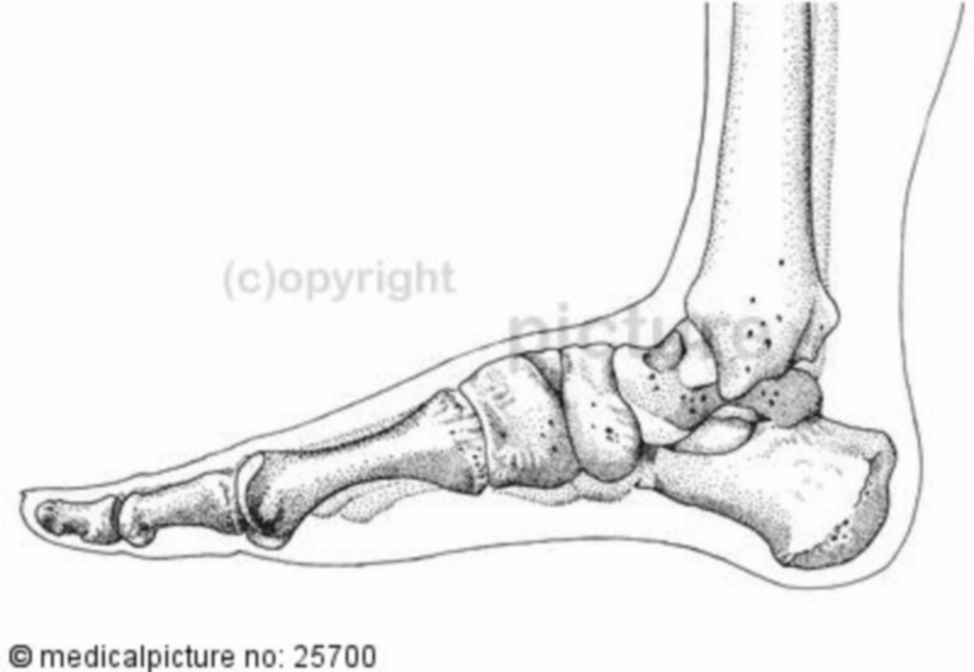 Human foot skeleton