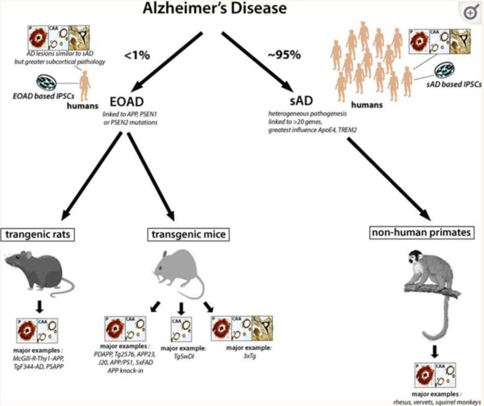 Preclinical Animal Models as A Resource to Explore Rare Diseases