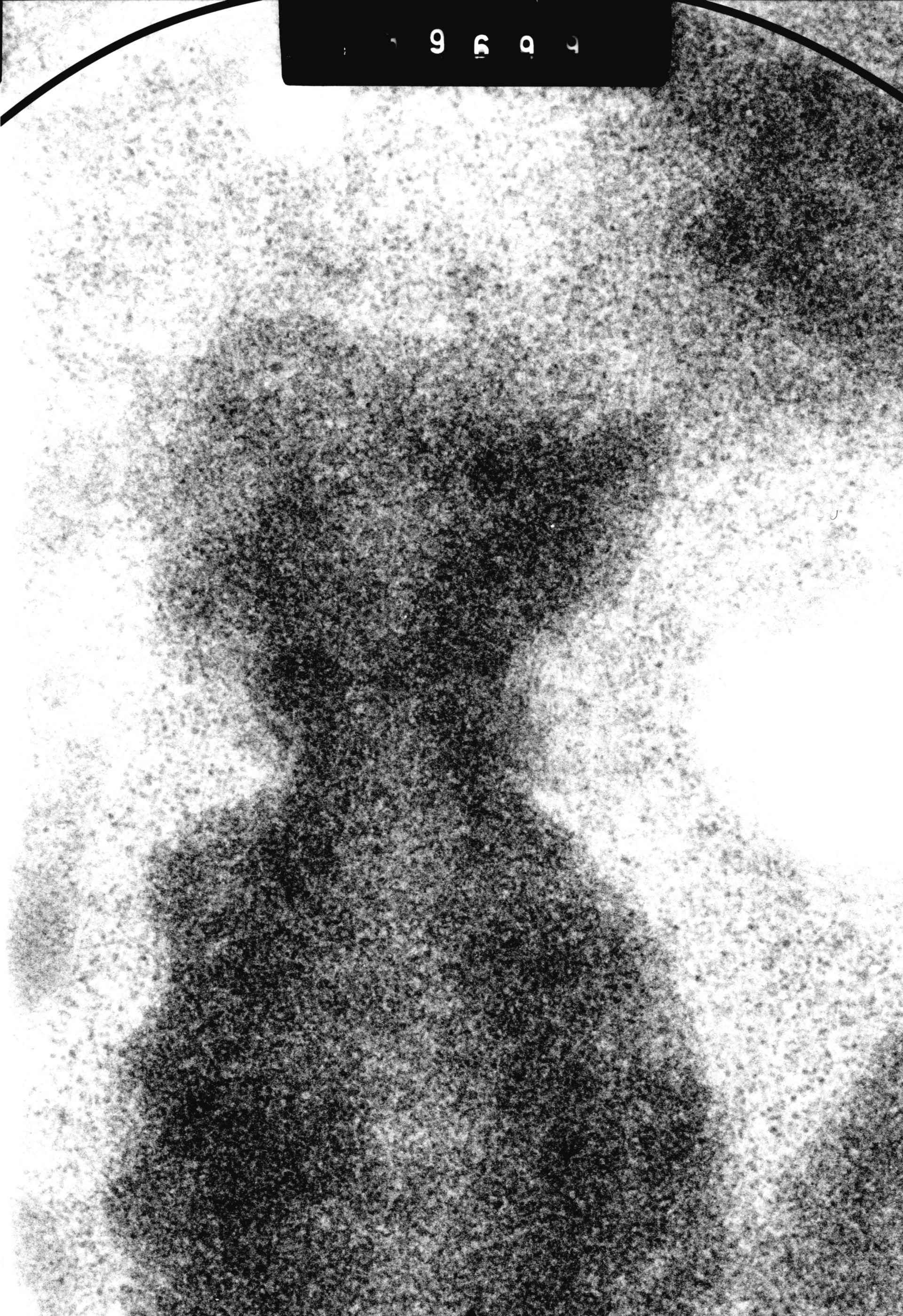 Cricetulus griseus (Kinetochore) - CIL:41486