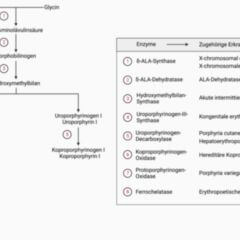 Symptome einer kutanen Porphyrie