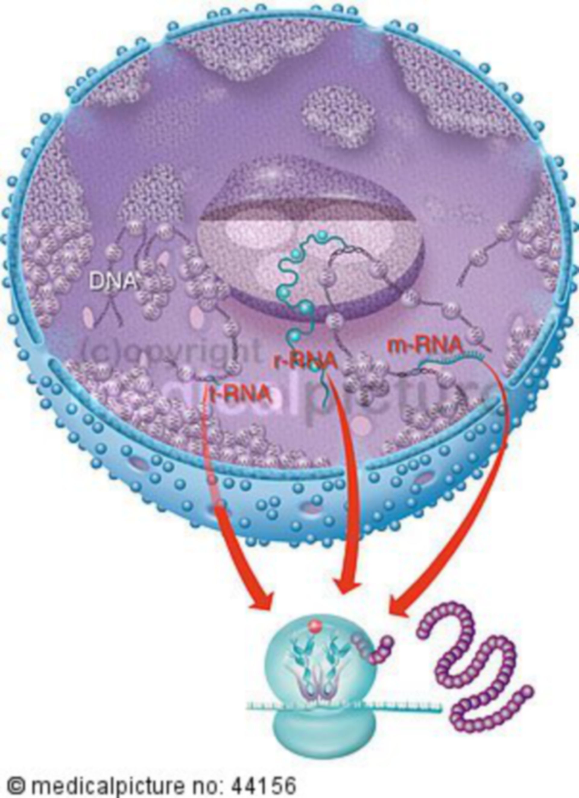 Cell with RNA and DNA, ribosome, translation