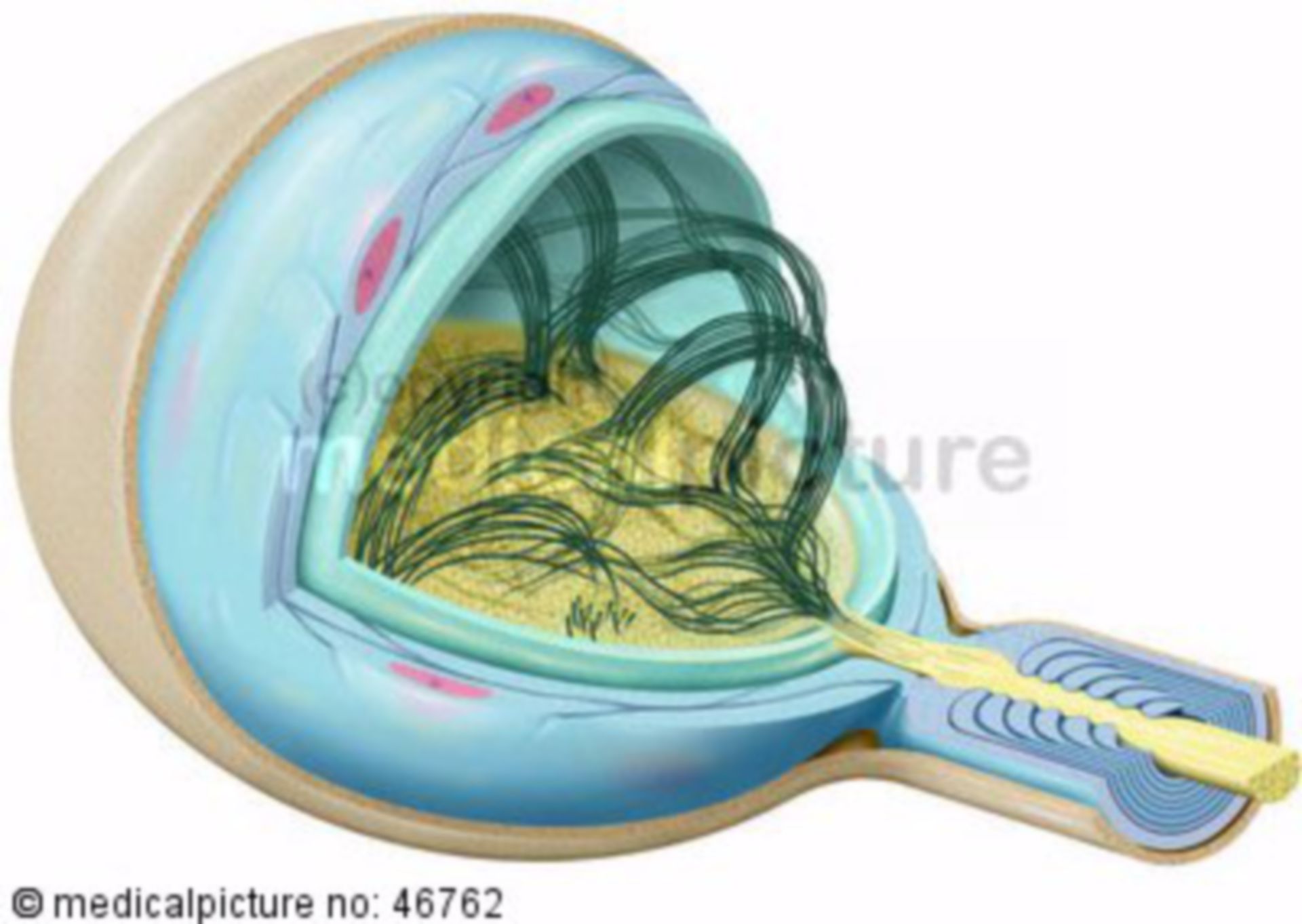 Cutaneous sensory organ, end bulb of Krause, Ruffini corpuscle