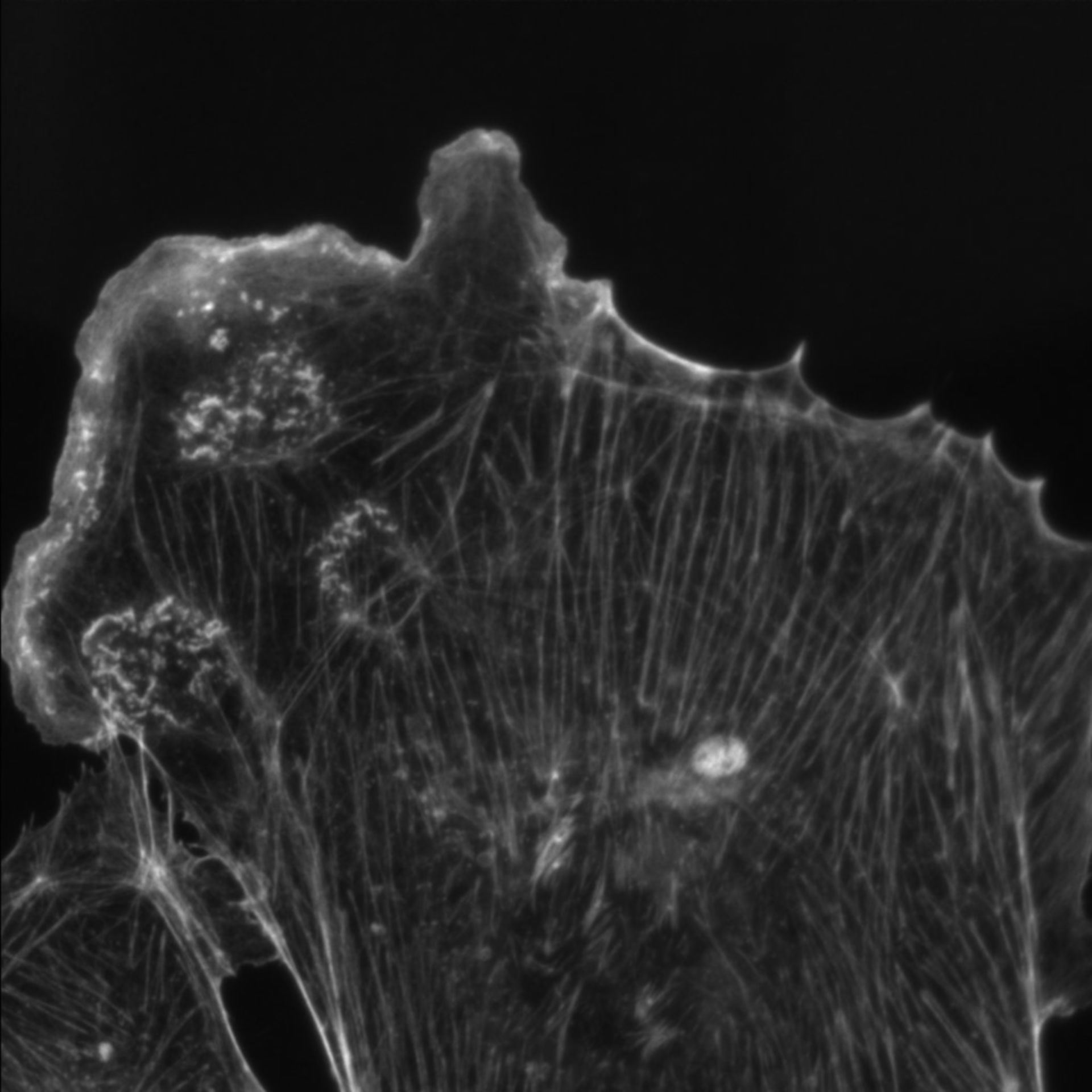 Mus musculus (Ruffle) - CIL:35283