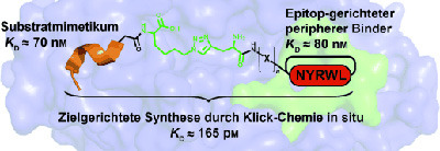 Klickchemie setzt Botulium-Neurotoxin A außer Gefecht. © Wiley-VCH