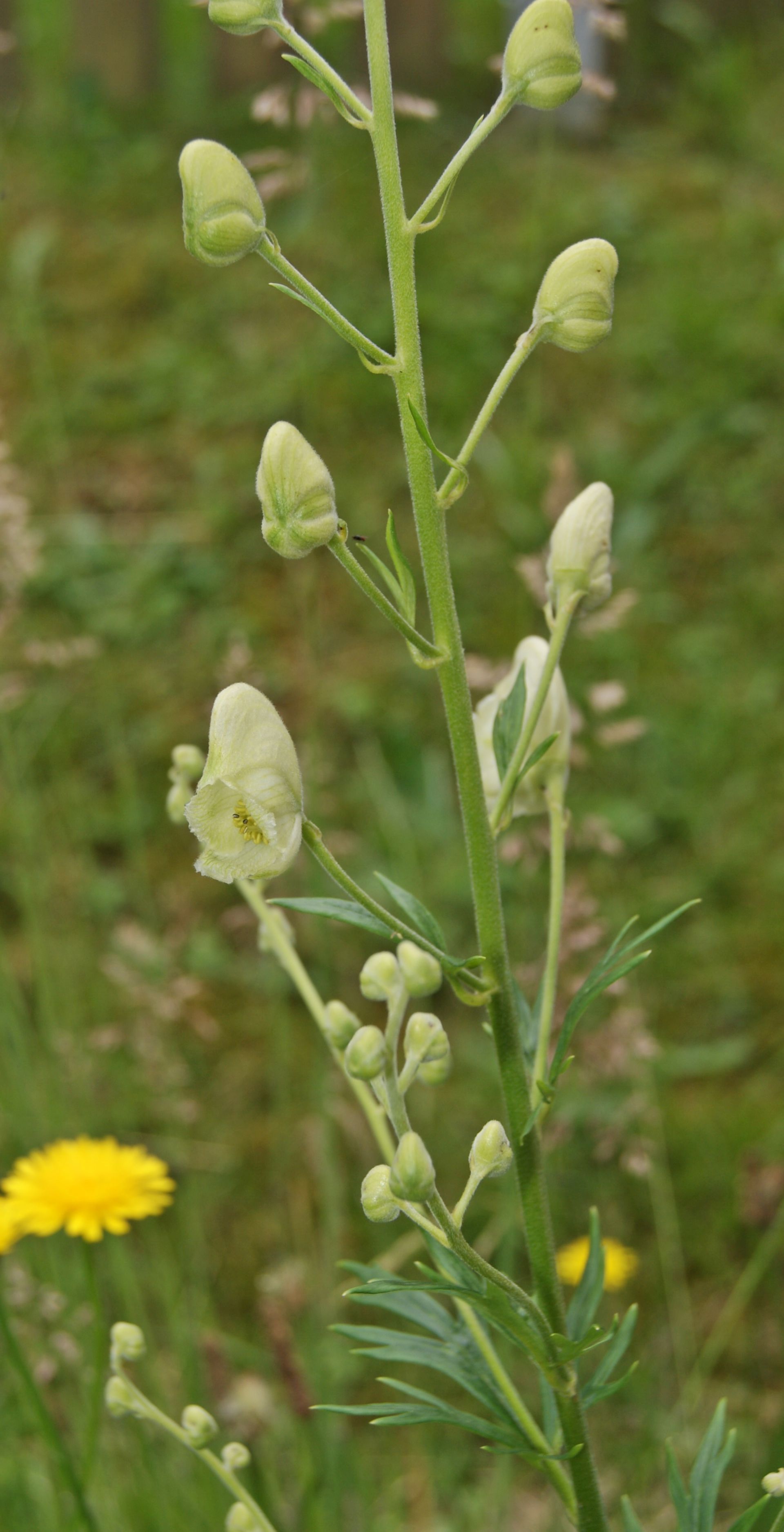 Aconitum napellus alb.