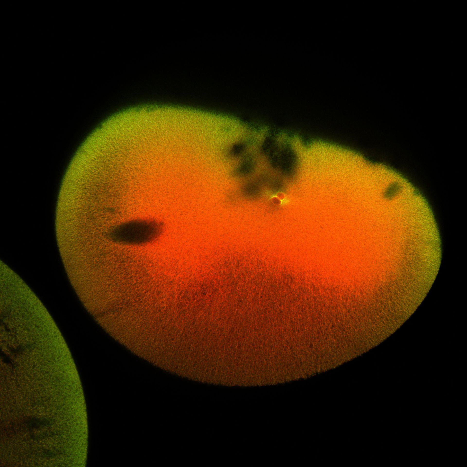 Xenopus laevis (DNA) - CIL:36511