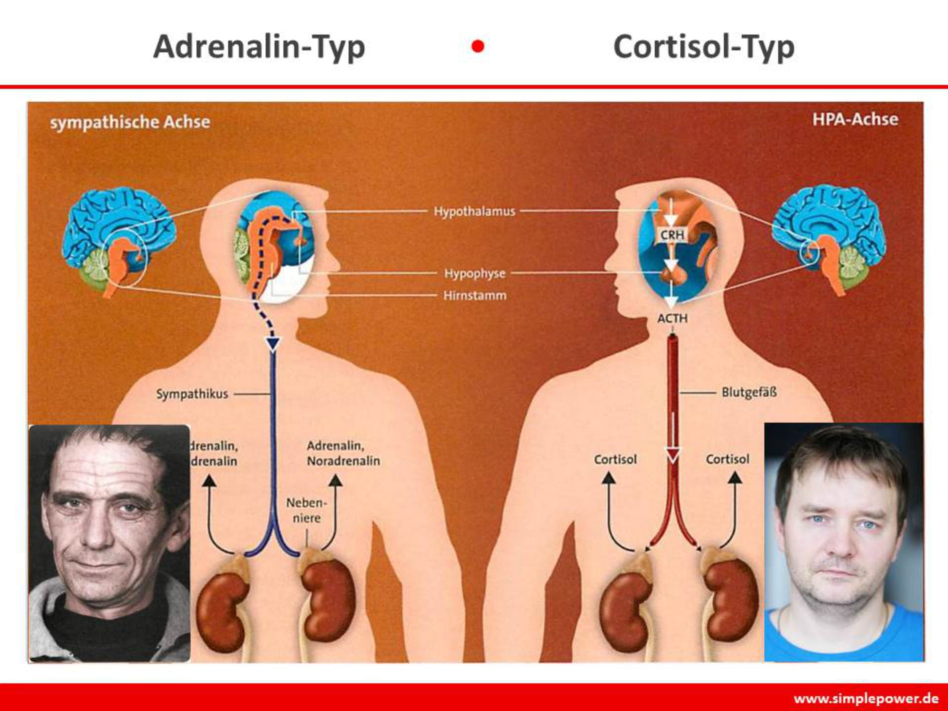 Neuro stress - adrenalin and cortisol types