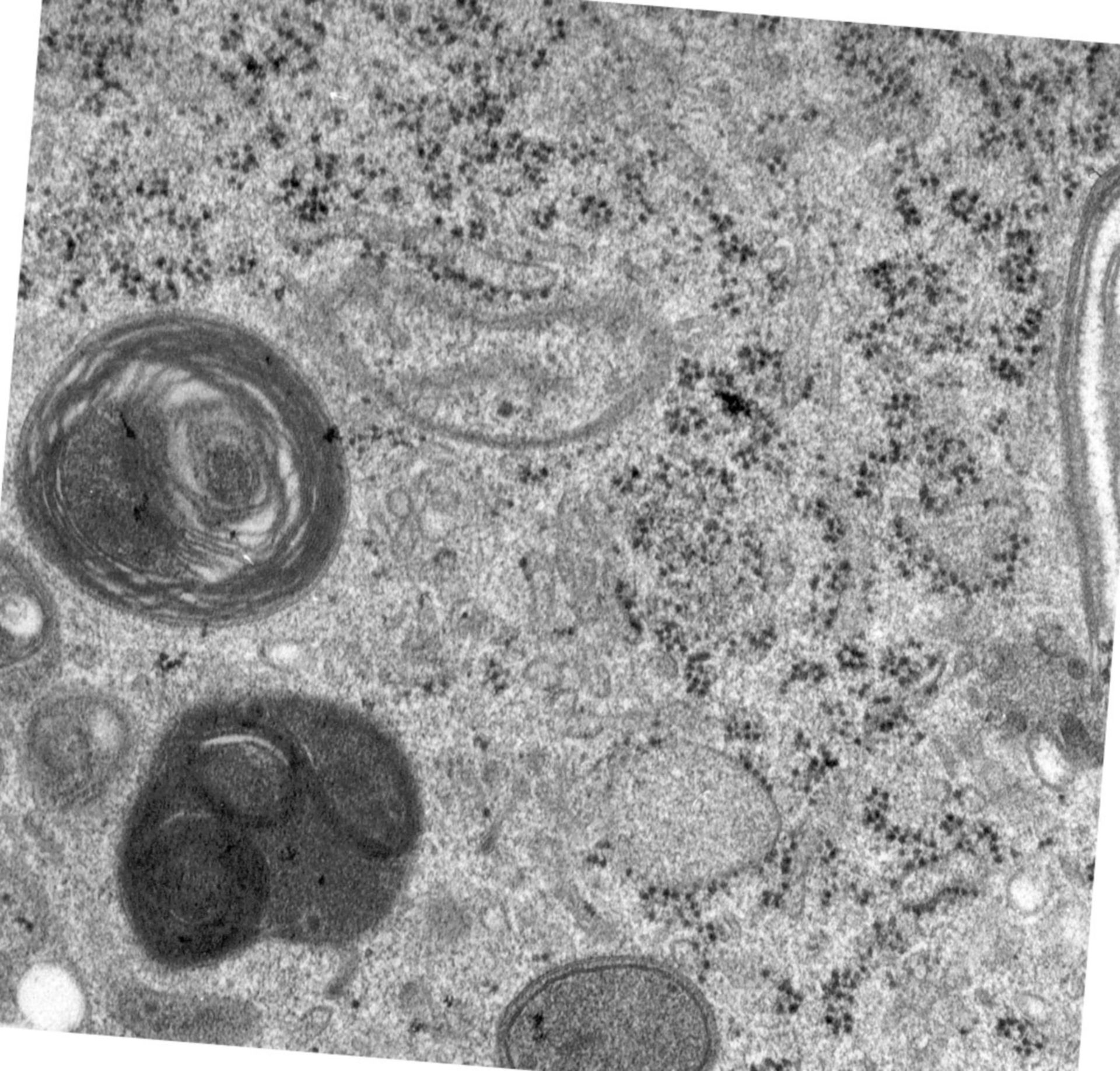 Rattus norvegicus (Golgi cisterna) - CIL:24496