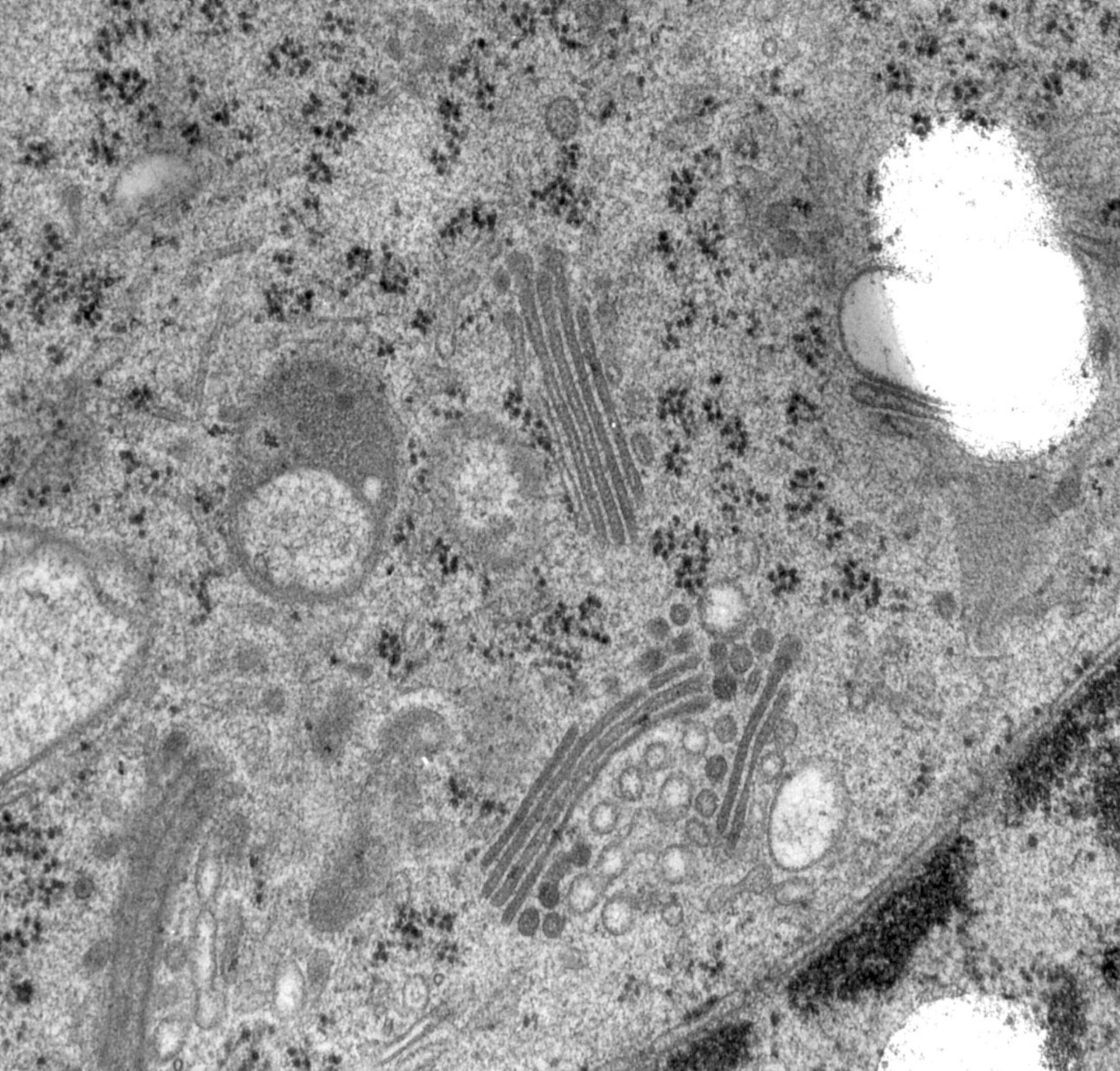 Rattus norvegicus (Golgi cisterna) - CIL:24775