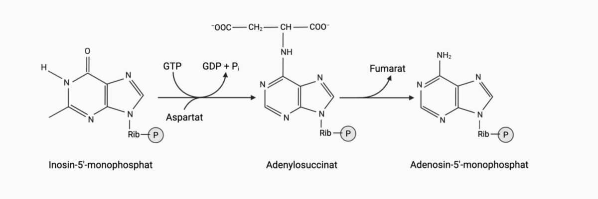 De-novo-Purinnukleotidsynthese - AMP Synthese