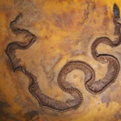 Aliivibrio fischeri DocCheck Flexikon