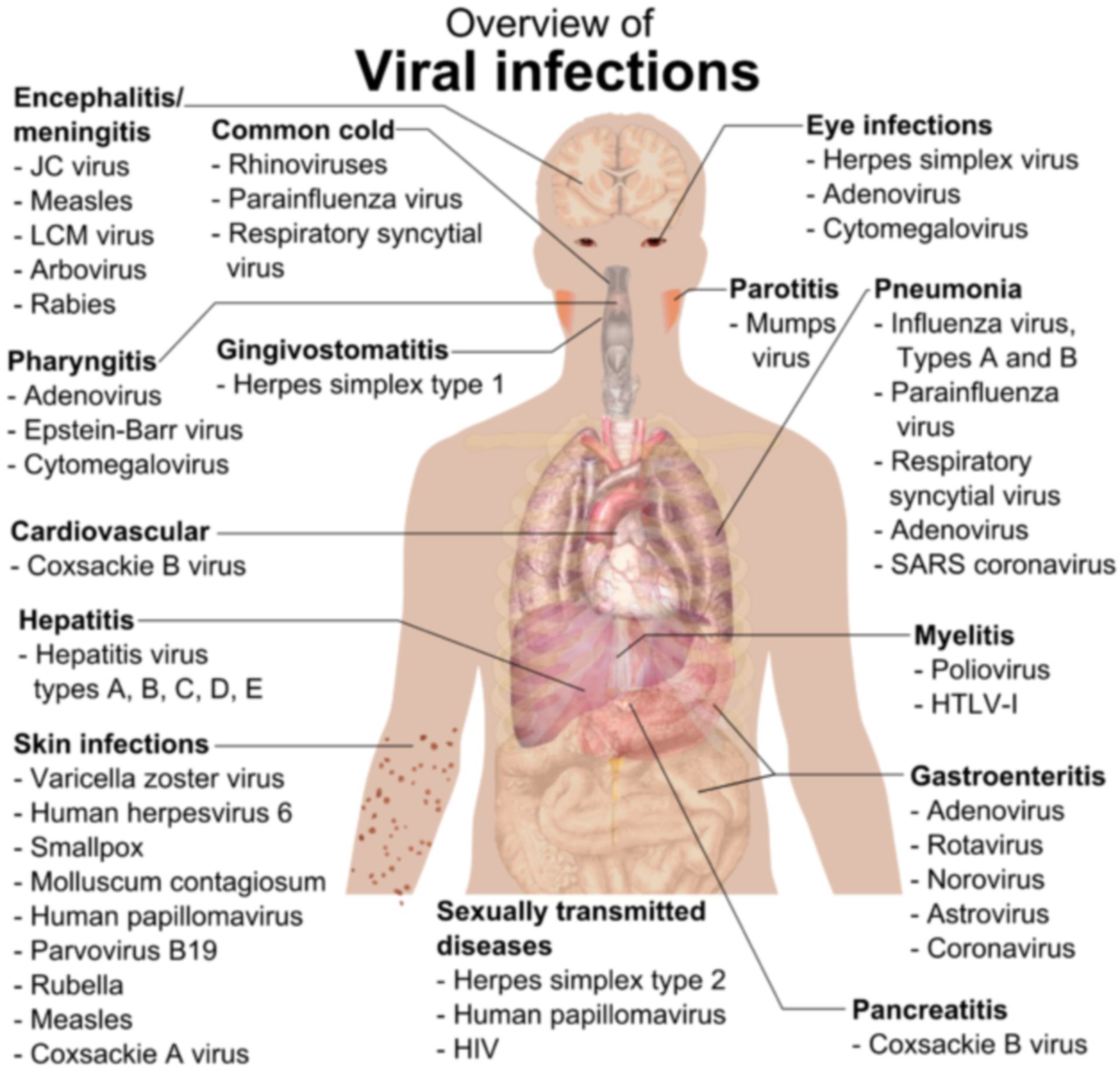 Virusinfektionen