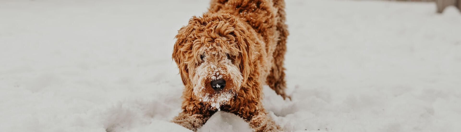 Does My Dog Have A Vitamin Deficiency