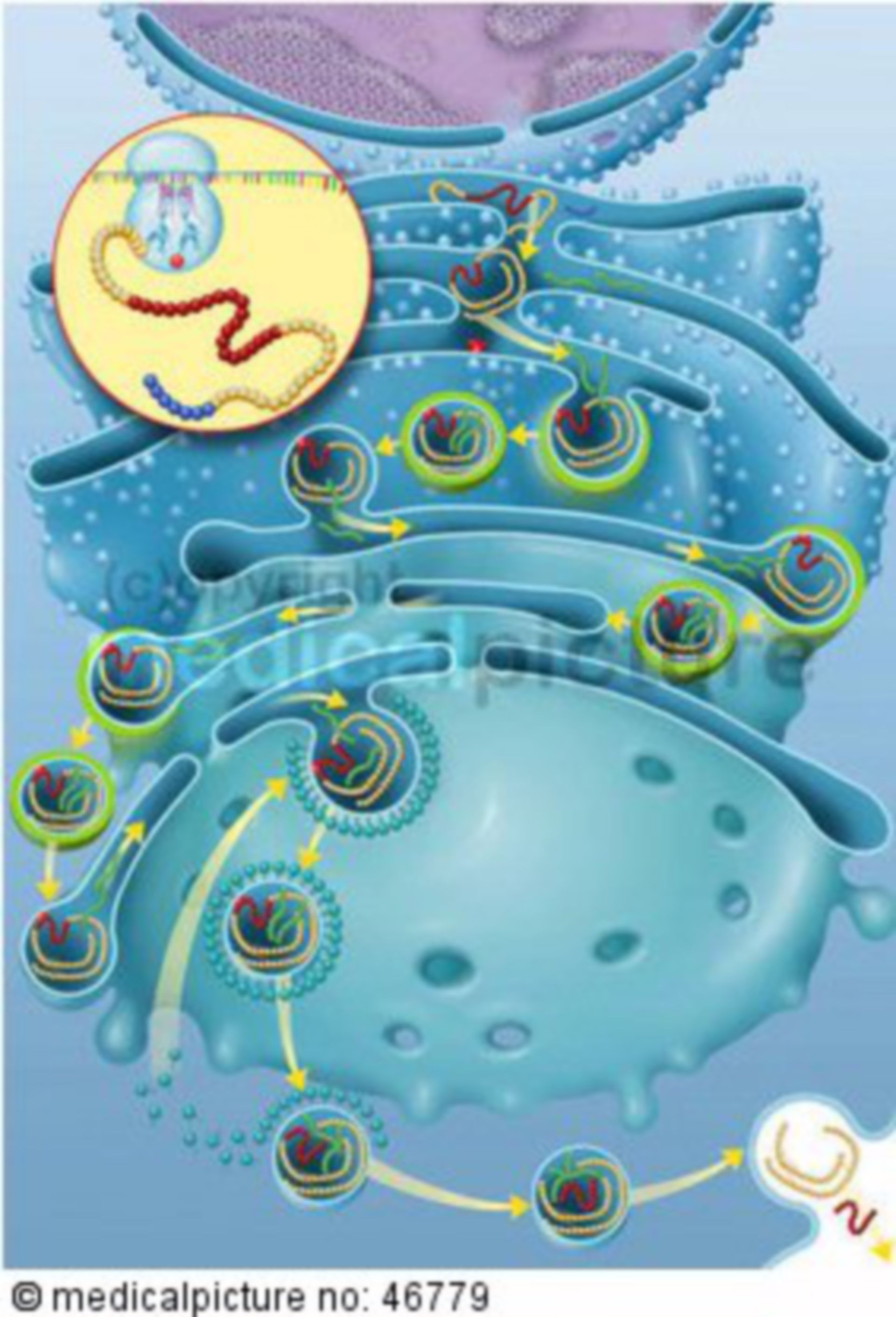  Insulin Biosynthese der gesunden Beta-Zelle 
