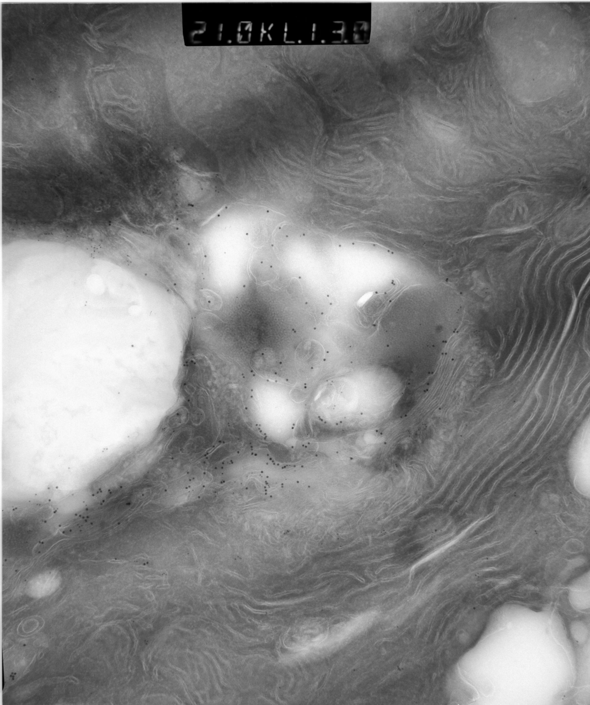 Rattus rattus (Mitochondrion) - CIL:12921
