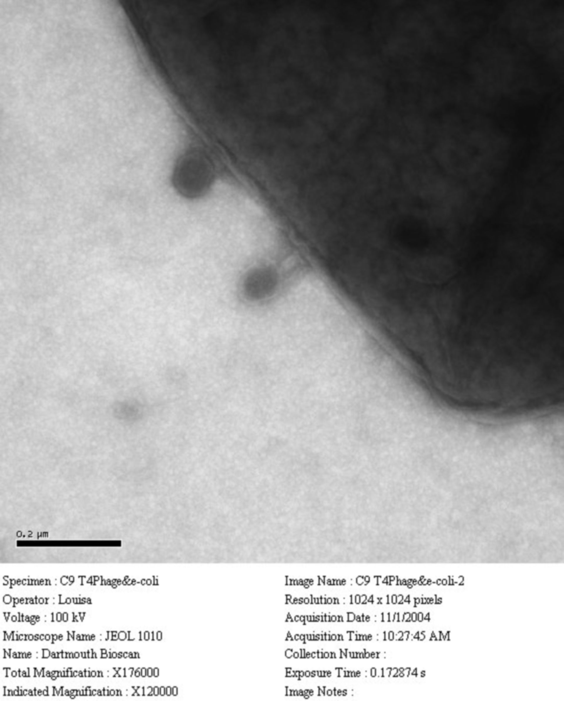 Escherichia coli (Cell surface) - CIL:41122