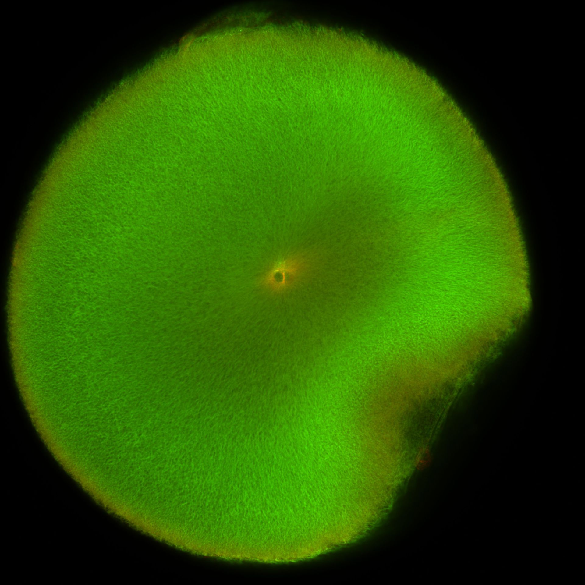 Xenopus laevis (DNA) - CIL:36451