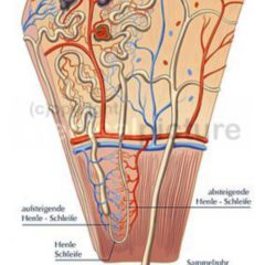 Nephron Doccheck Flexikon