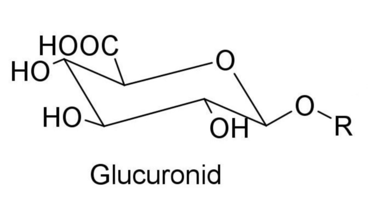 Glucuronid