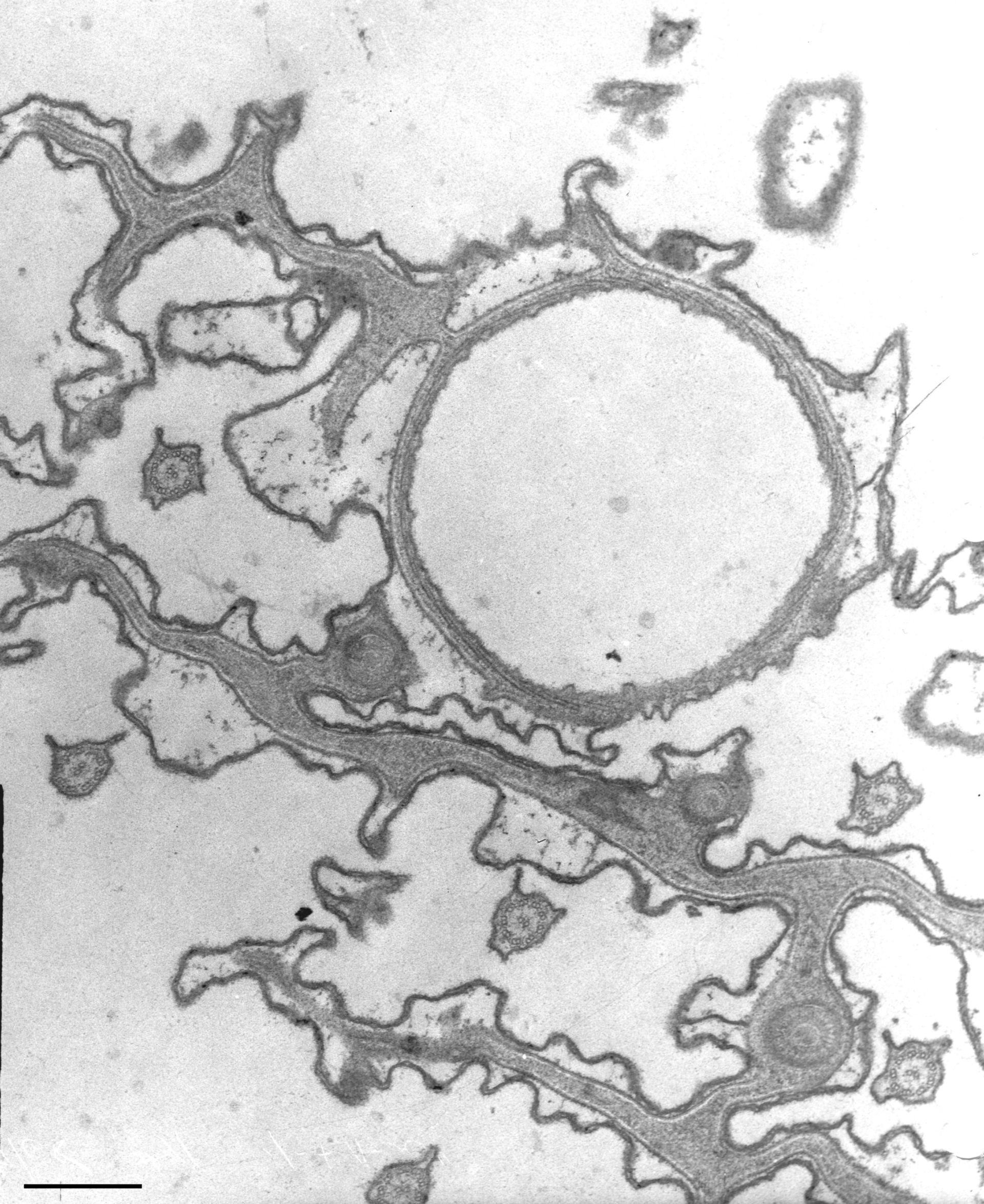 Paramecium caudatum (Cell cortex) - CIL:36758