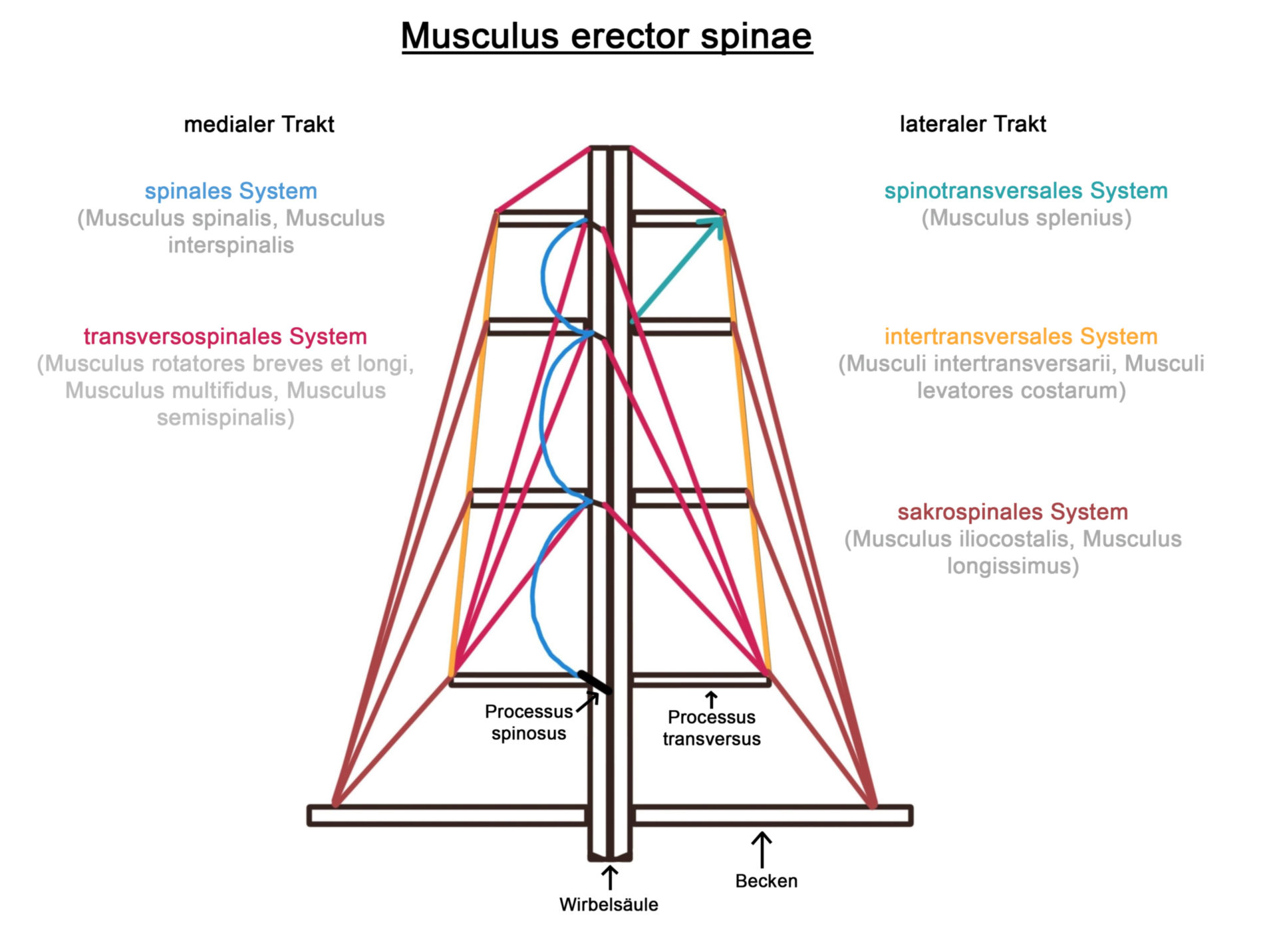Musculus erector spinae