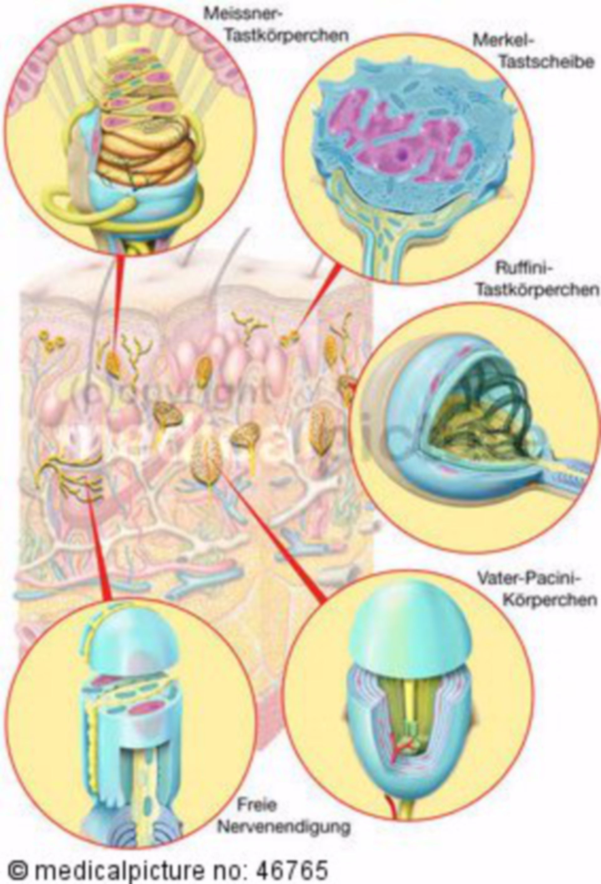 Sesory receptor cells of the skin