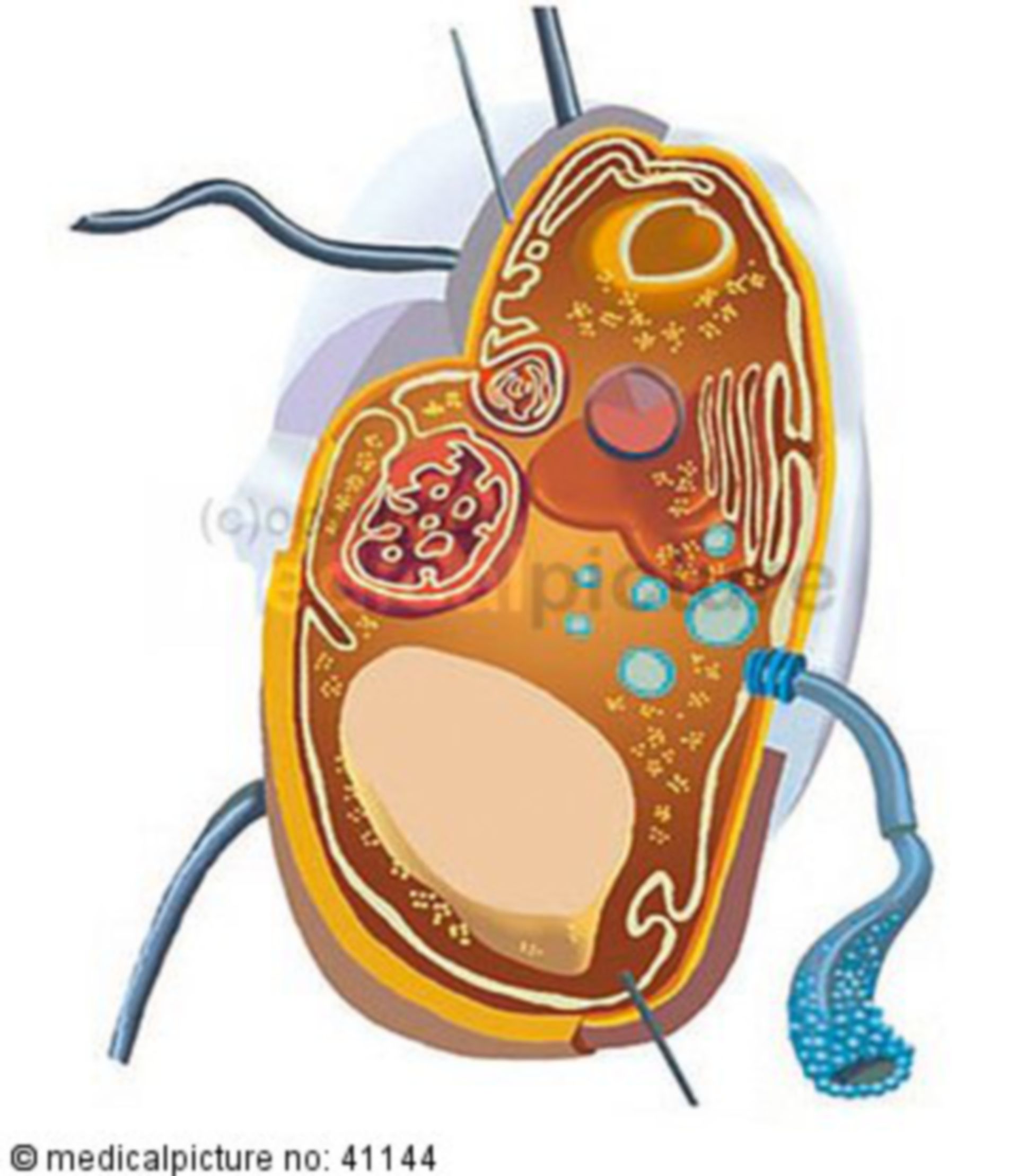 Bacterium