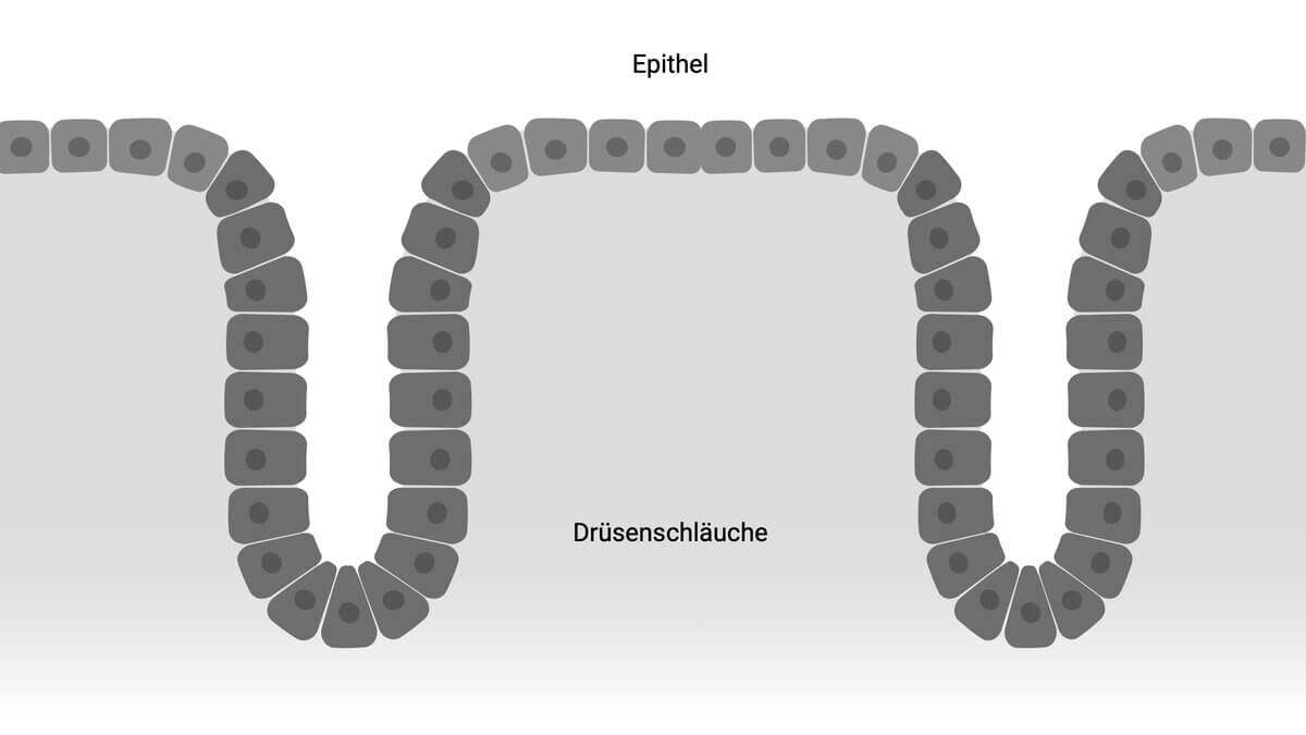 Tubuläre Drüse