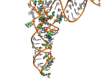 Dreidimensionales Strukturmodell einer menschlichen tRNA mit Nukleosiden (orange und grau) und chemischen Modifizierungen (farbige Kugeln). © MPI f. molekulare Biomedizin/ Martin Termathe/ PDB 1FIR