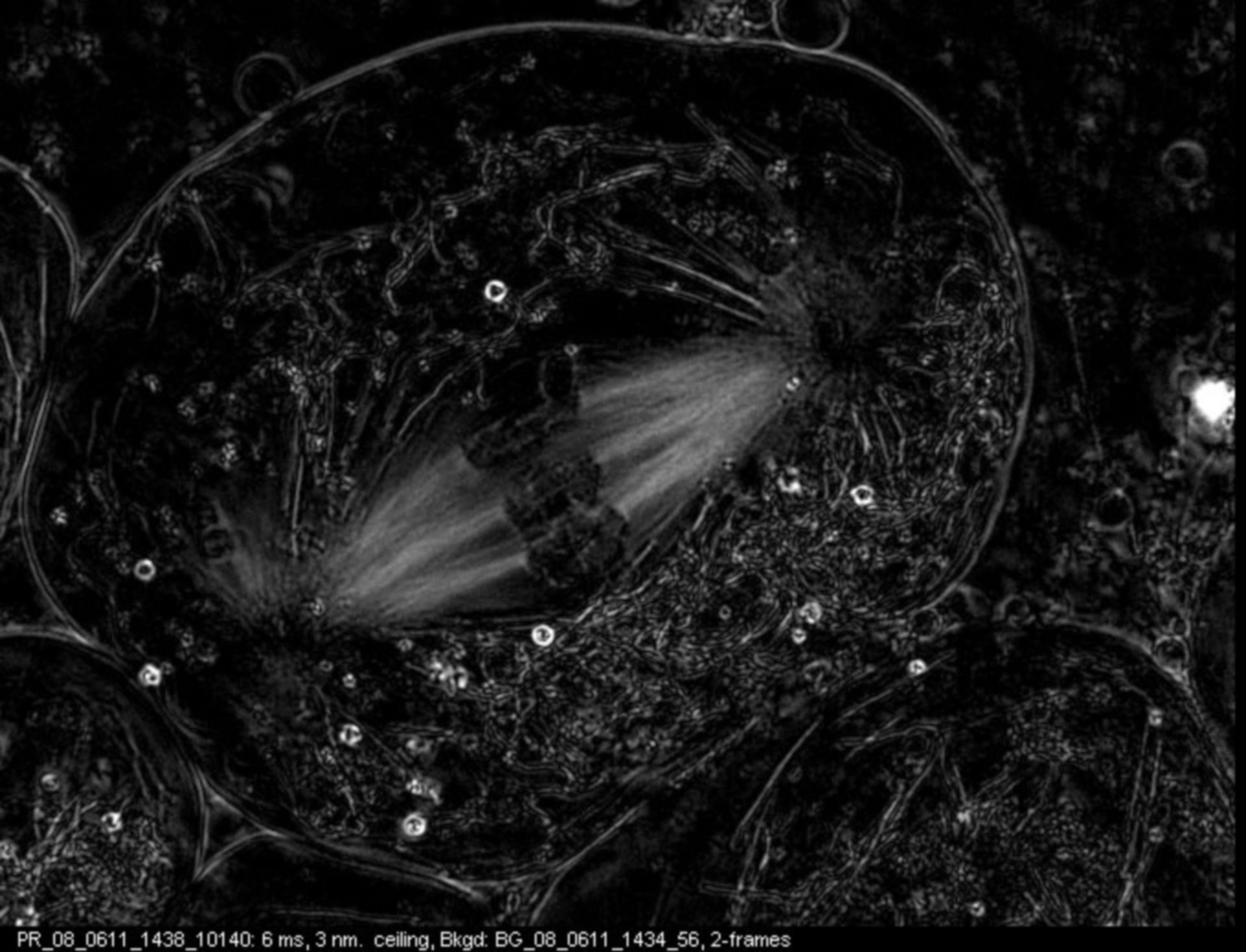 Nephrotoma suturalis (Nuclear chromosome) - CIL:12373