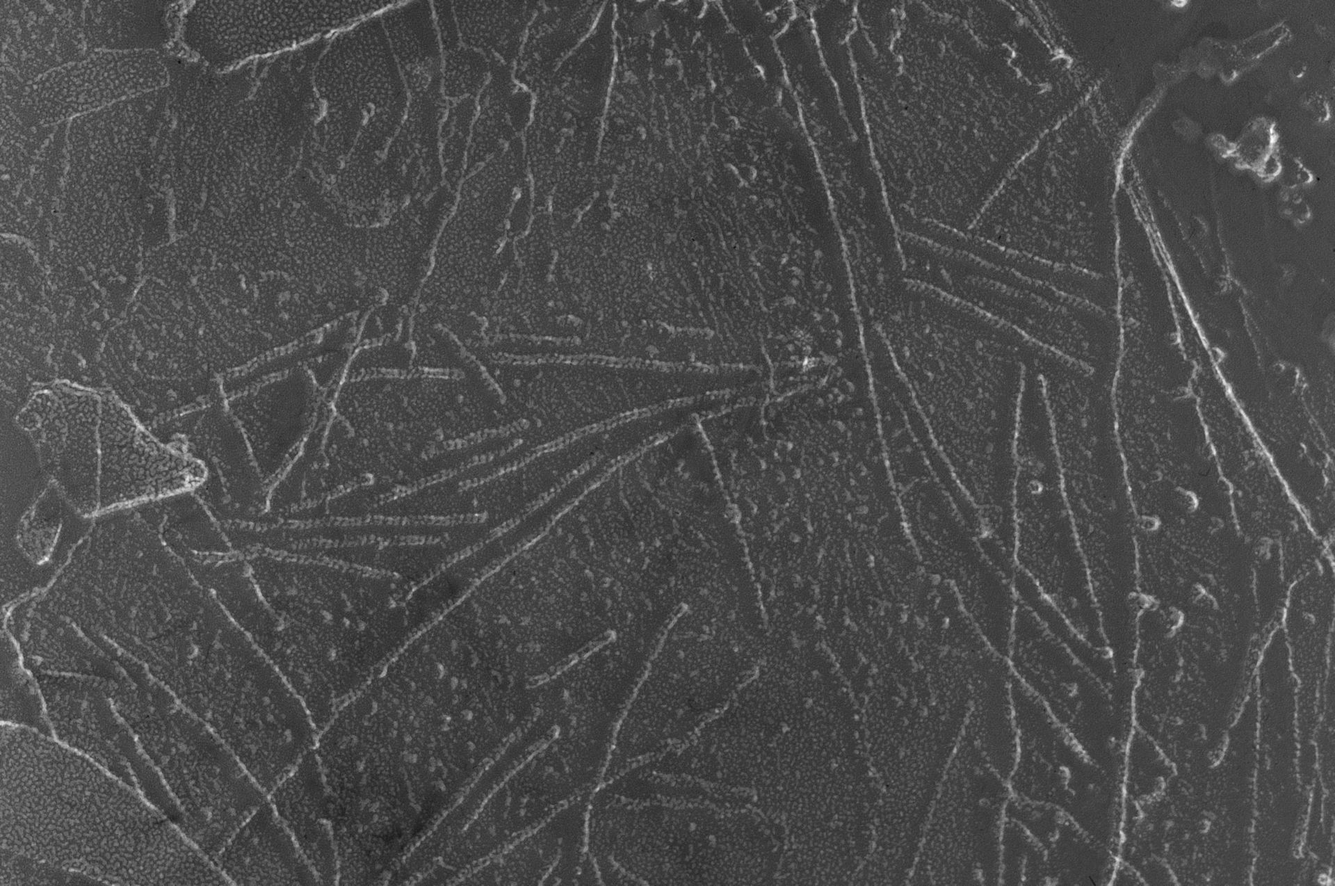 Oryctolagus cuniculus (Cytoskeleton) - CIL:6269