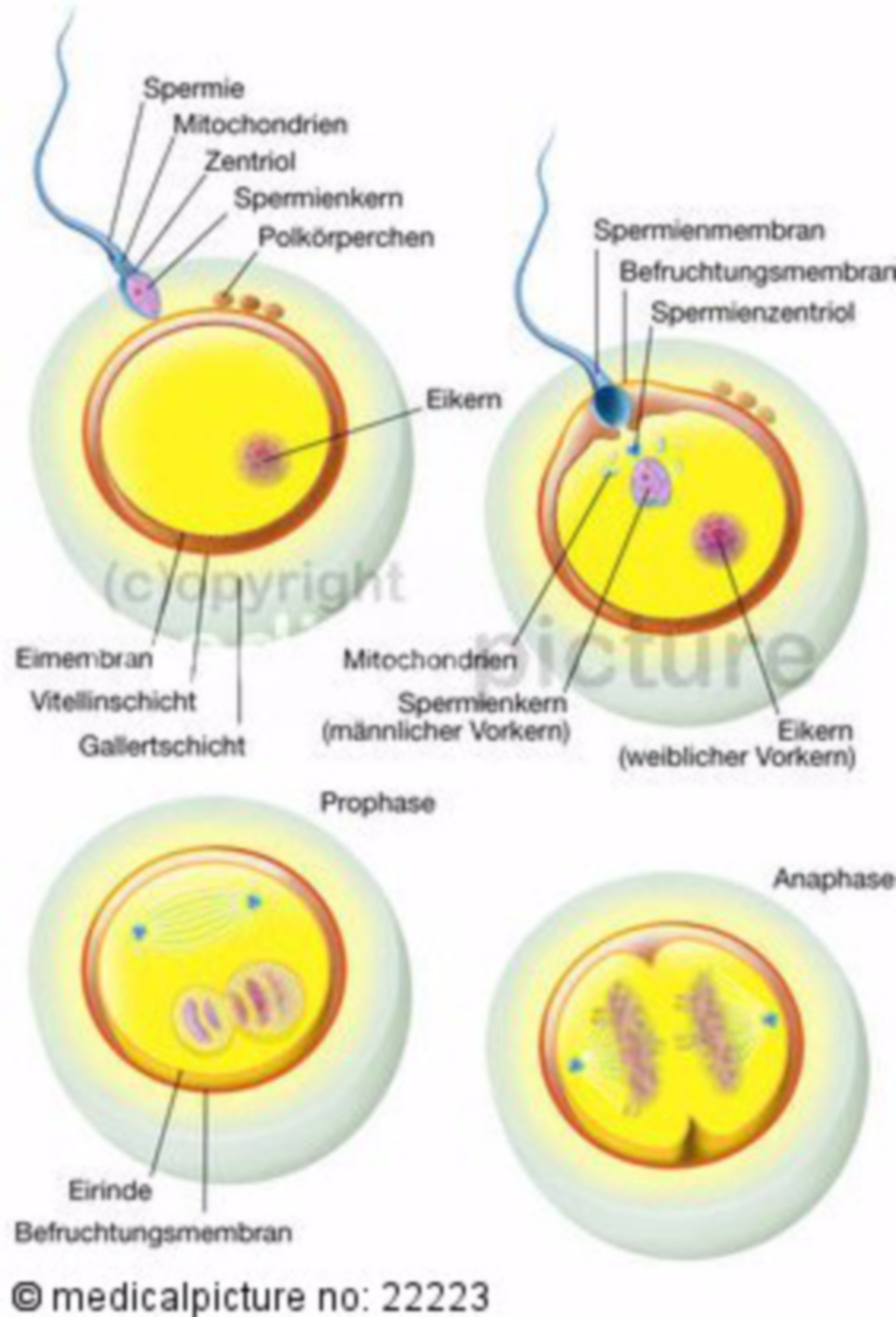  Befruchtung einer menschlichen Eizelle durch ein Spermium 
