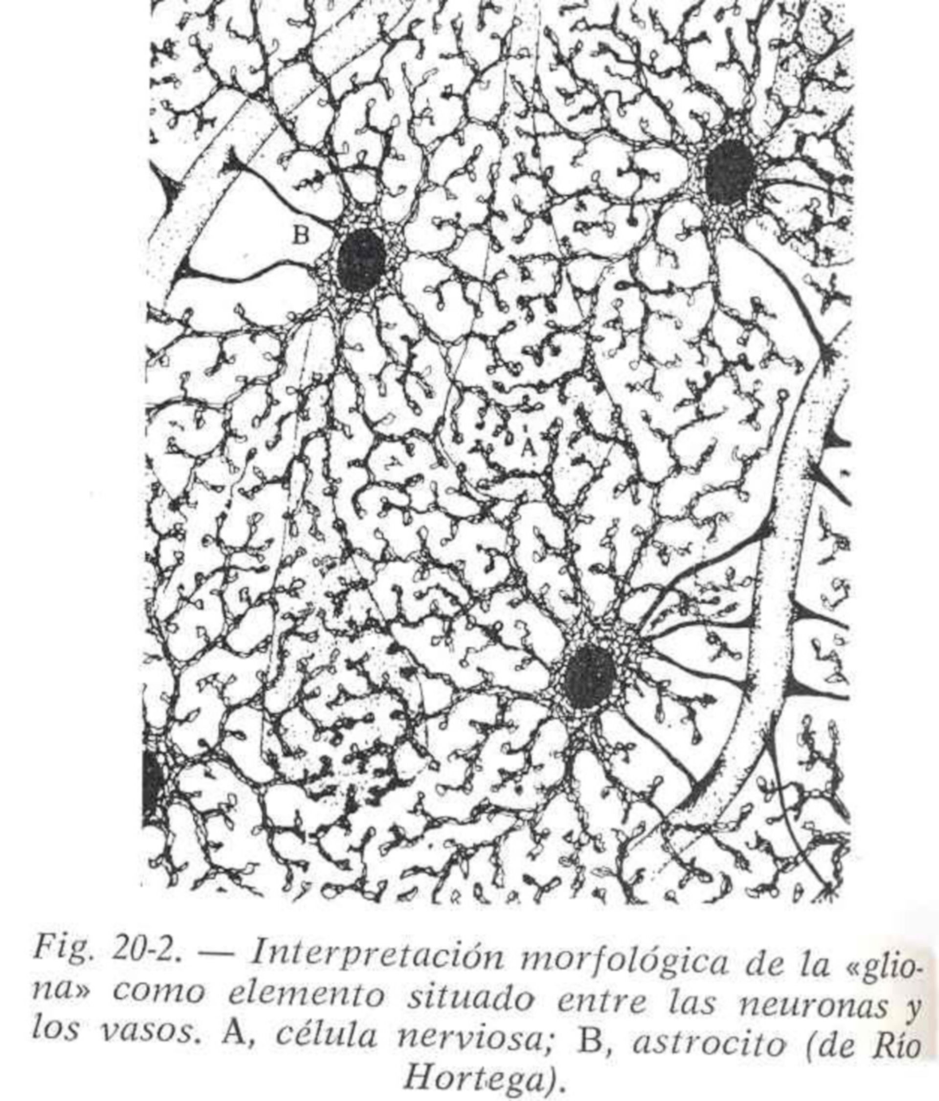 Protoplasmatisches Glianetz der Großhirnrinde.