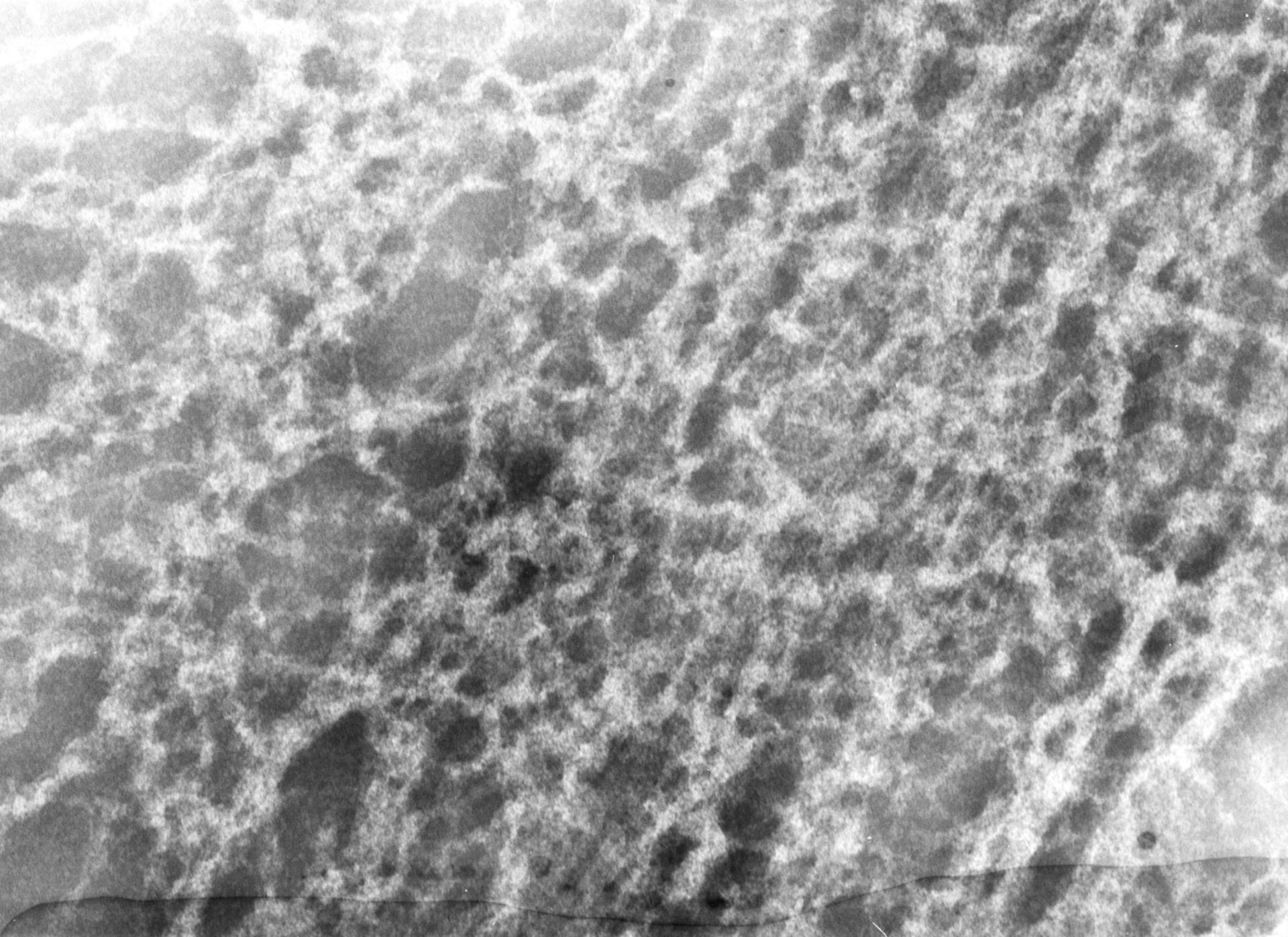Notopthalmus viridescens (Nuclear chromatin) - CIL:7352