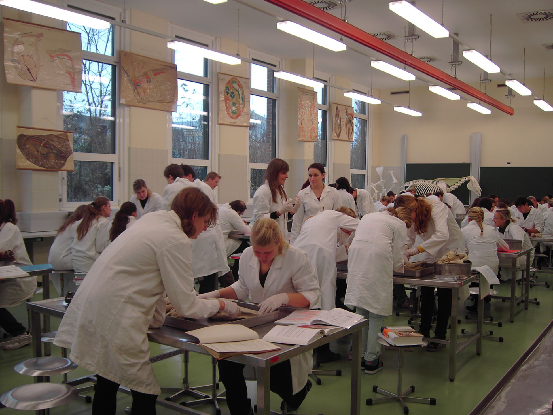 Gross anatomy class - veterinary medicine