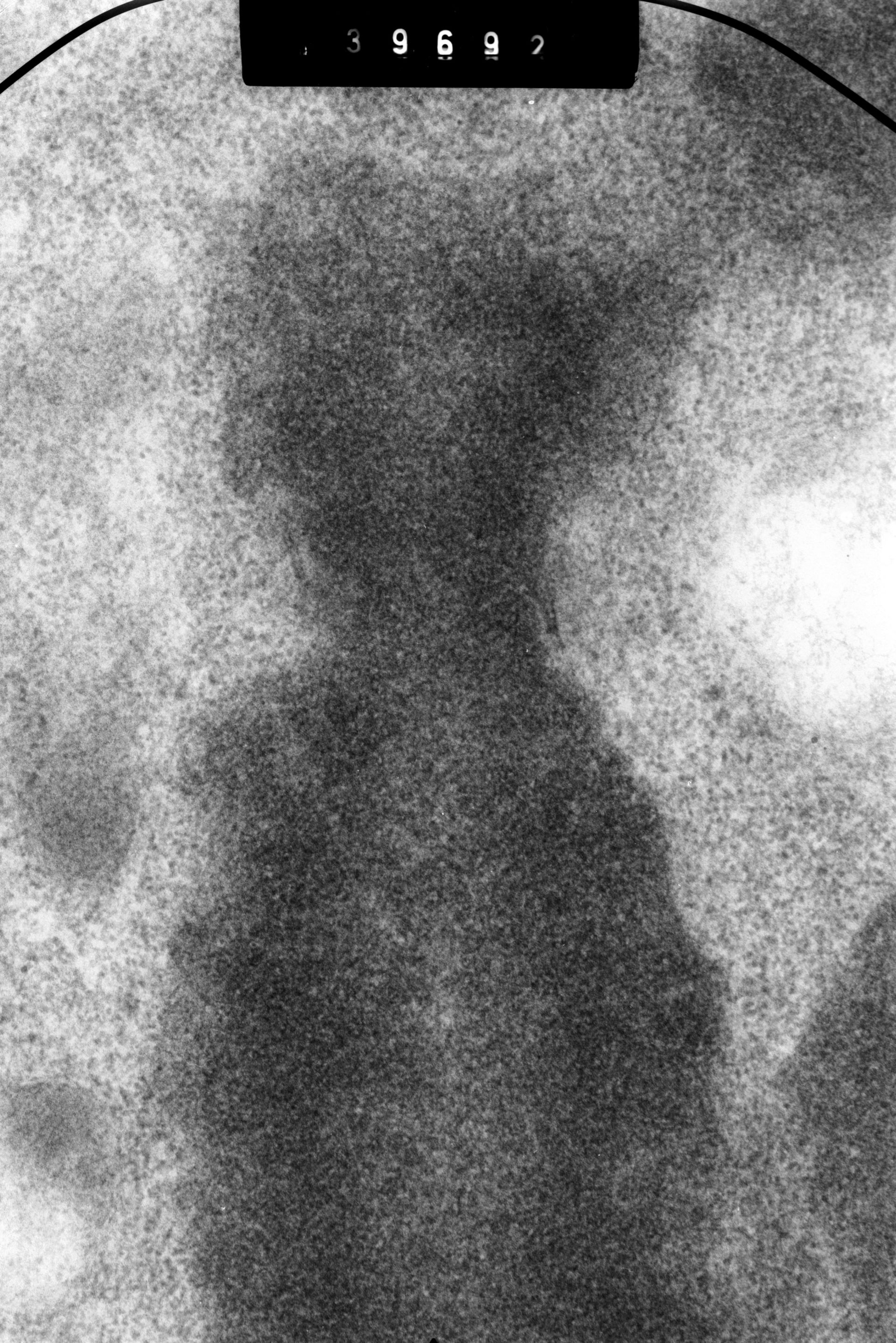 Cricetulus griseus (Kinetochore) - CIL:41451