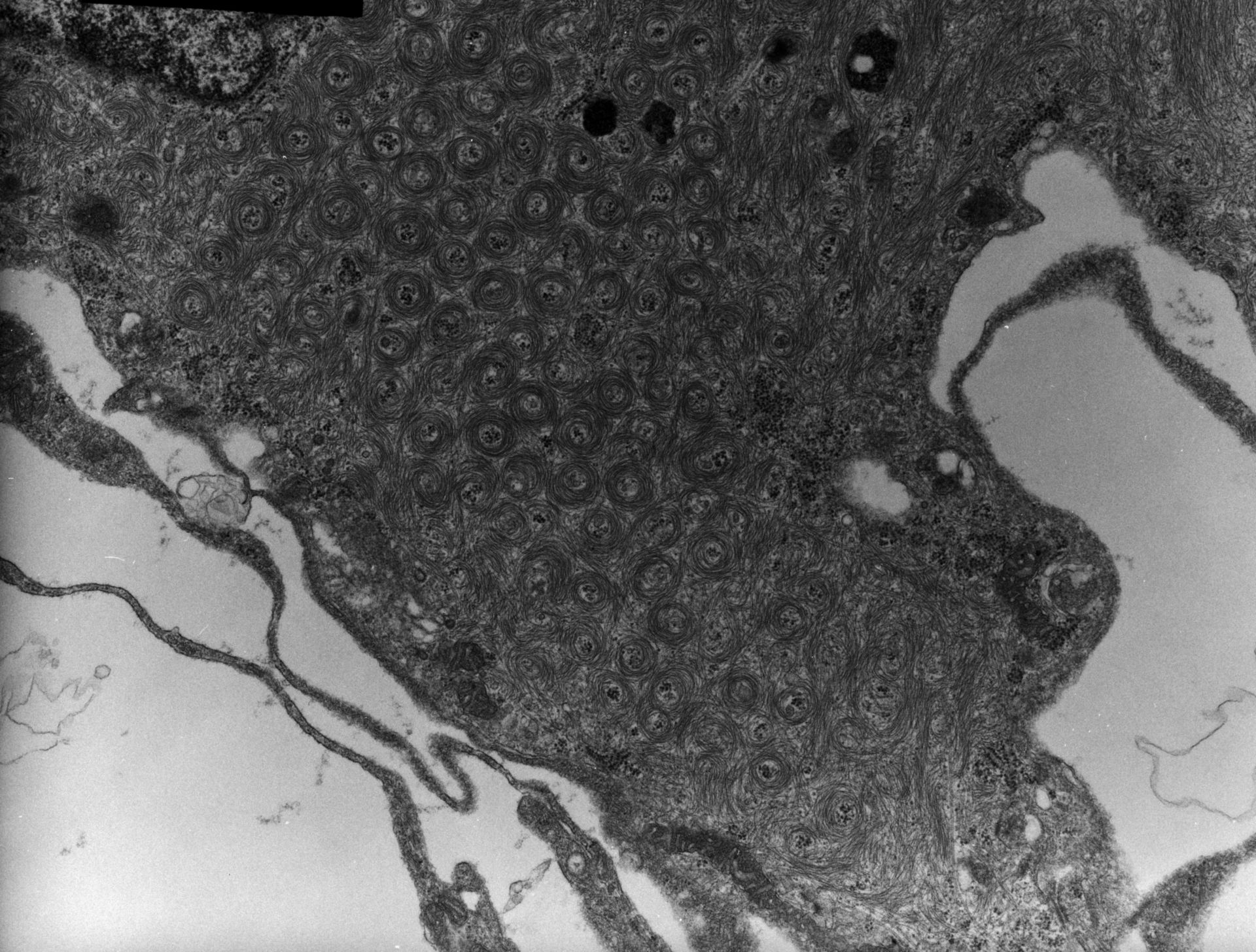 Rana catesbeiana (Plasma membrane) - CIL:10001