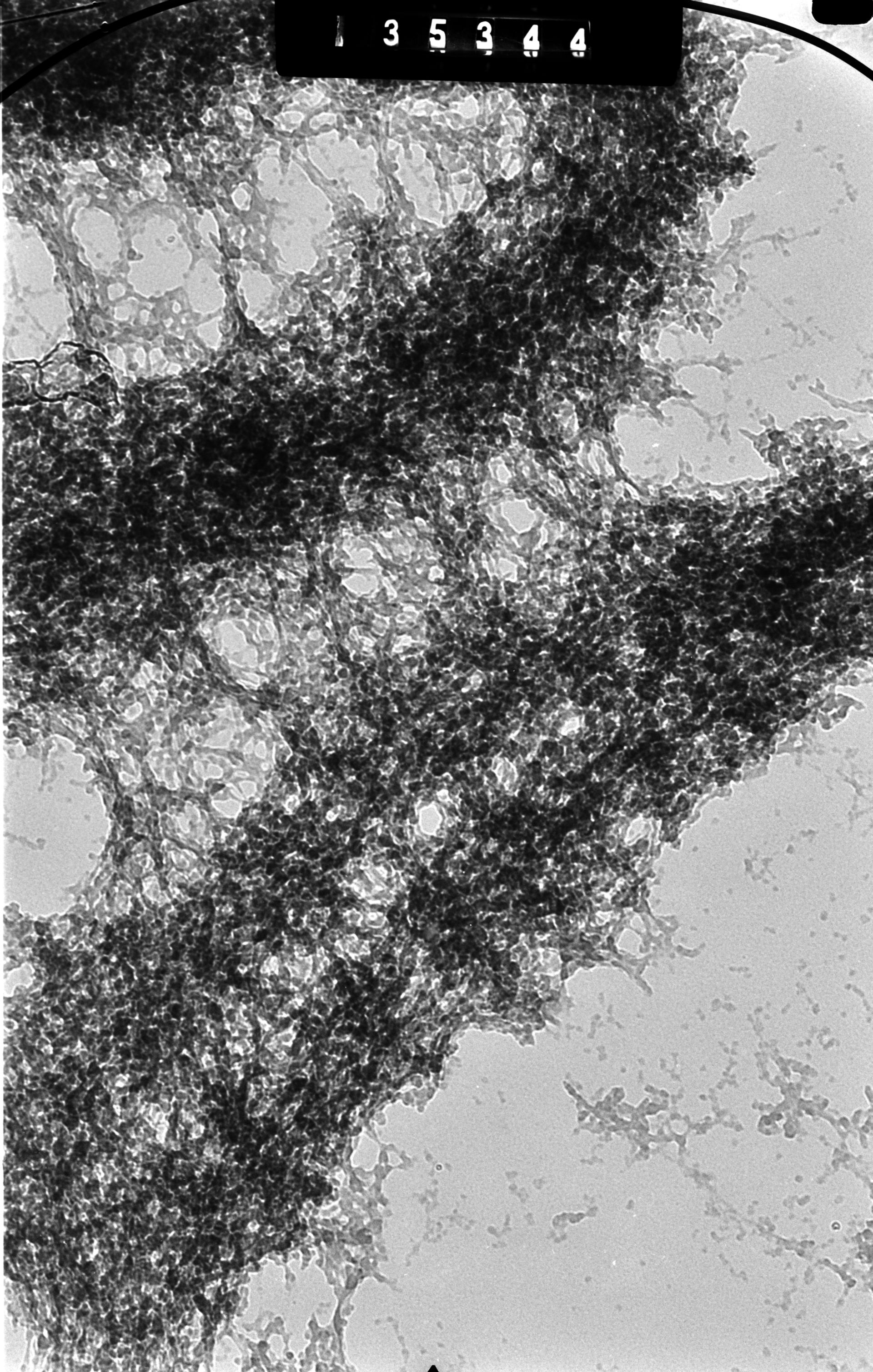 Cricetulus griseus (Nuclear chromosome) - CIL:41602
