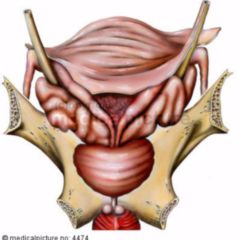 prostata anatomie doccheck)