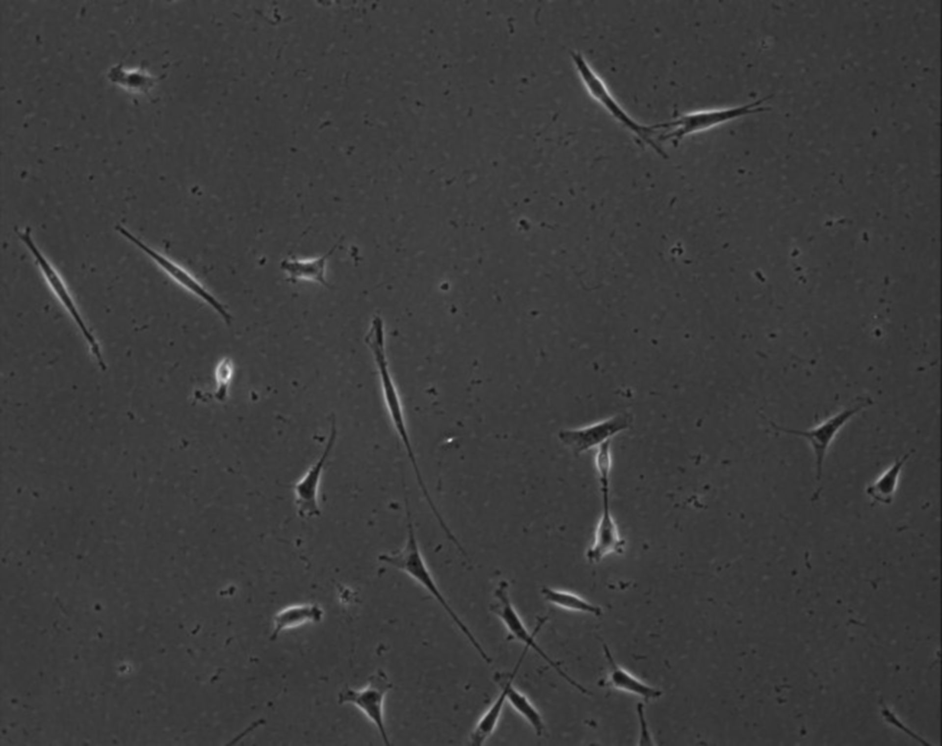 Mus musculus (Extracellular matrix part) - CIL:8865