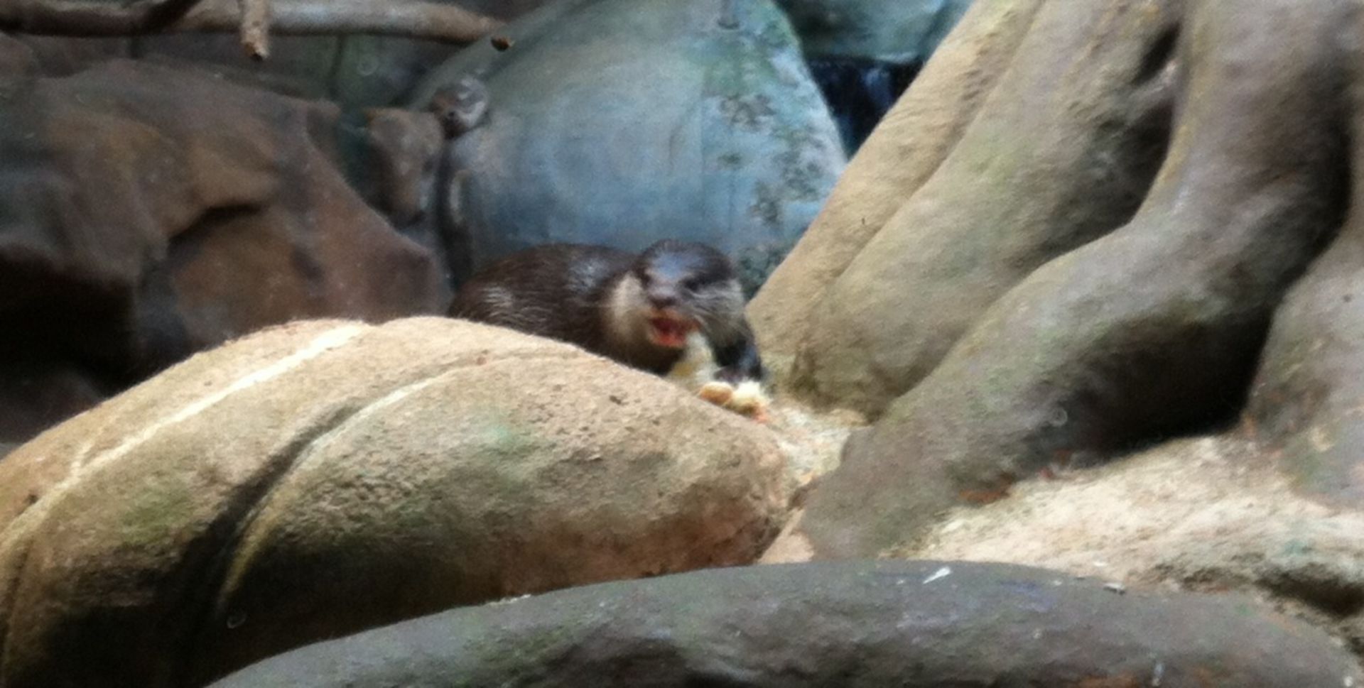 Small-clawed otters