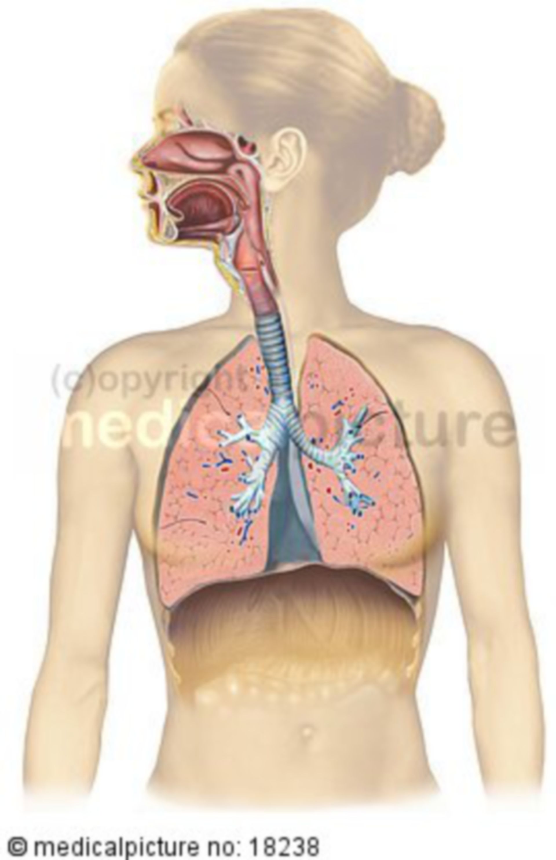 Atemwege respiratory system