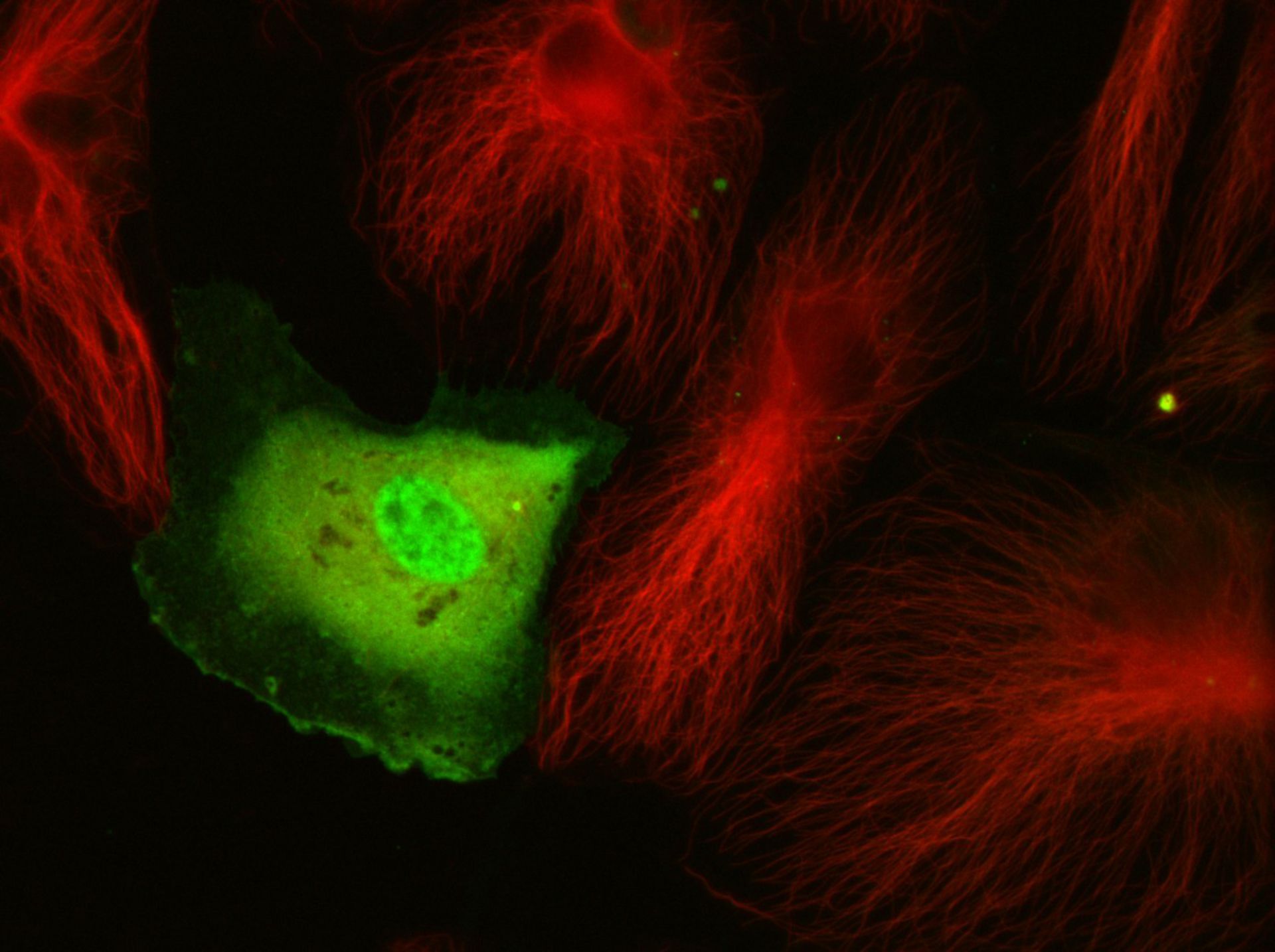 Homo sapiens (Microtubule) - CIL:7437