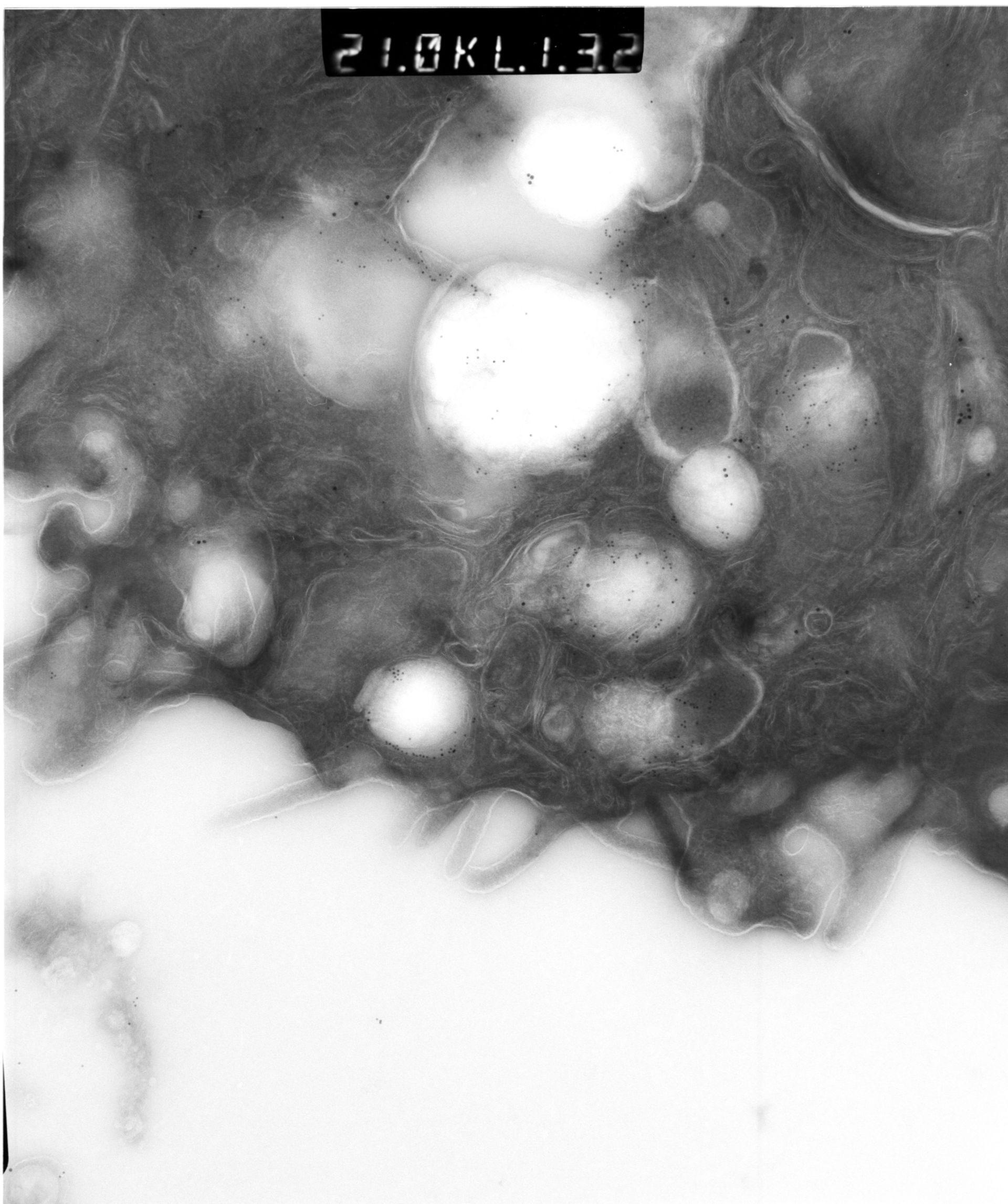 Rattus rattus (Mitochondrion) - CIL:12923