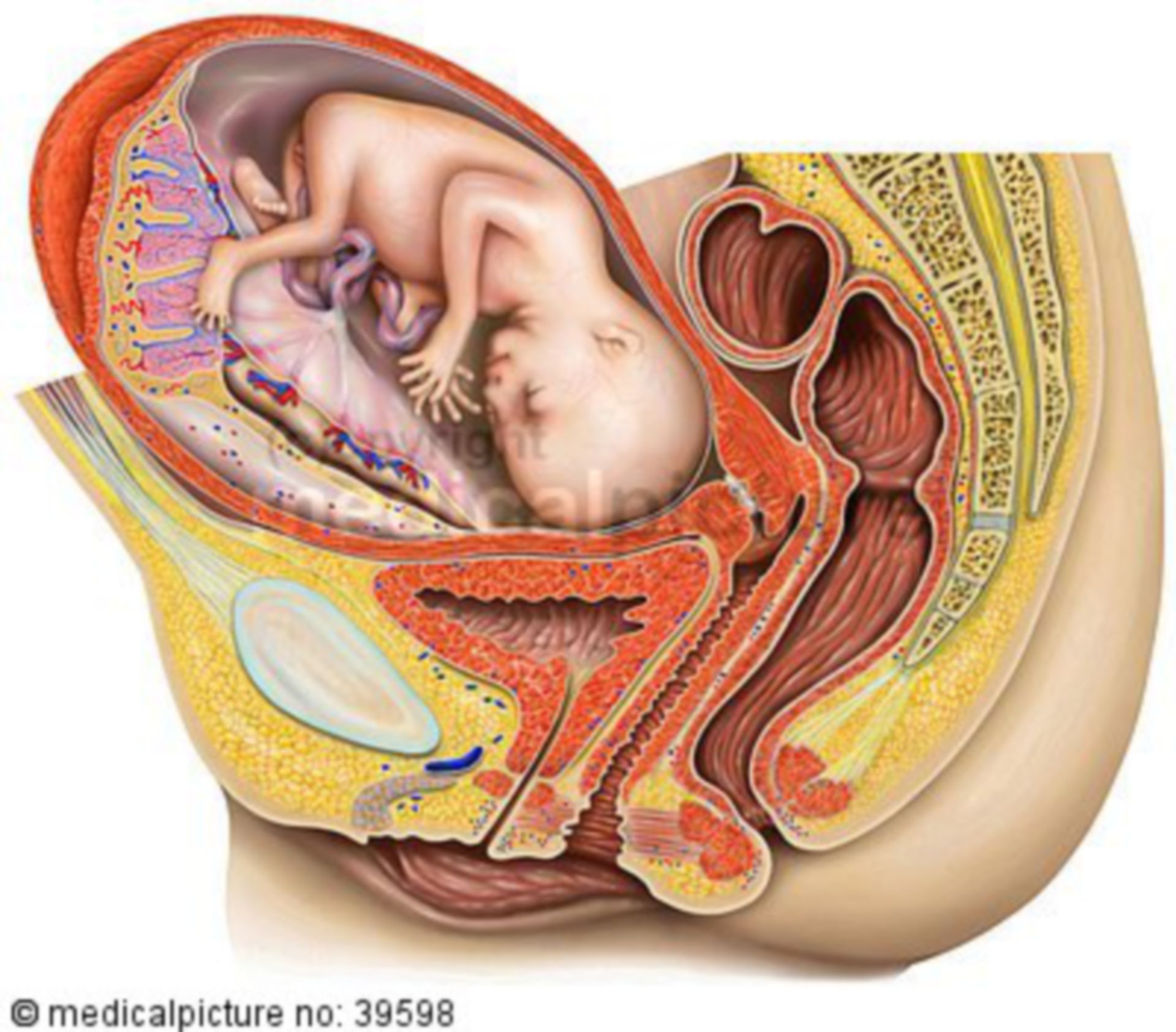 Woman with fetus, sagittal cut