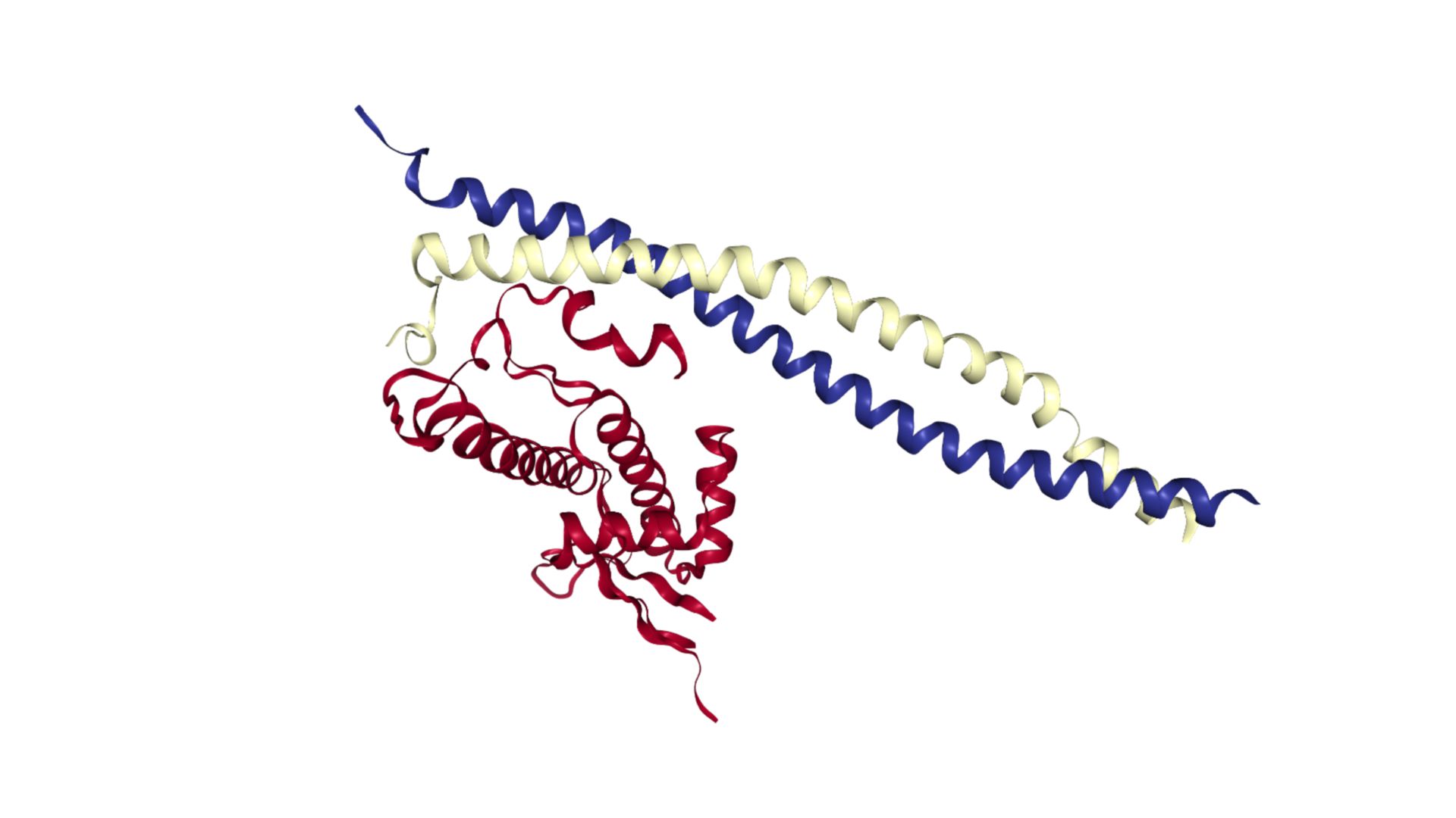 Proteinstruktur von Geminin (Blau/Weiß) gebunden an Cdt1 (Rot)