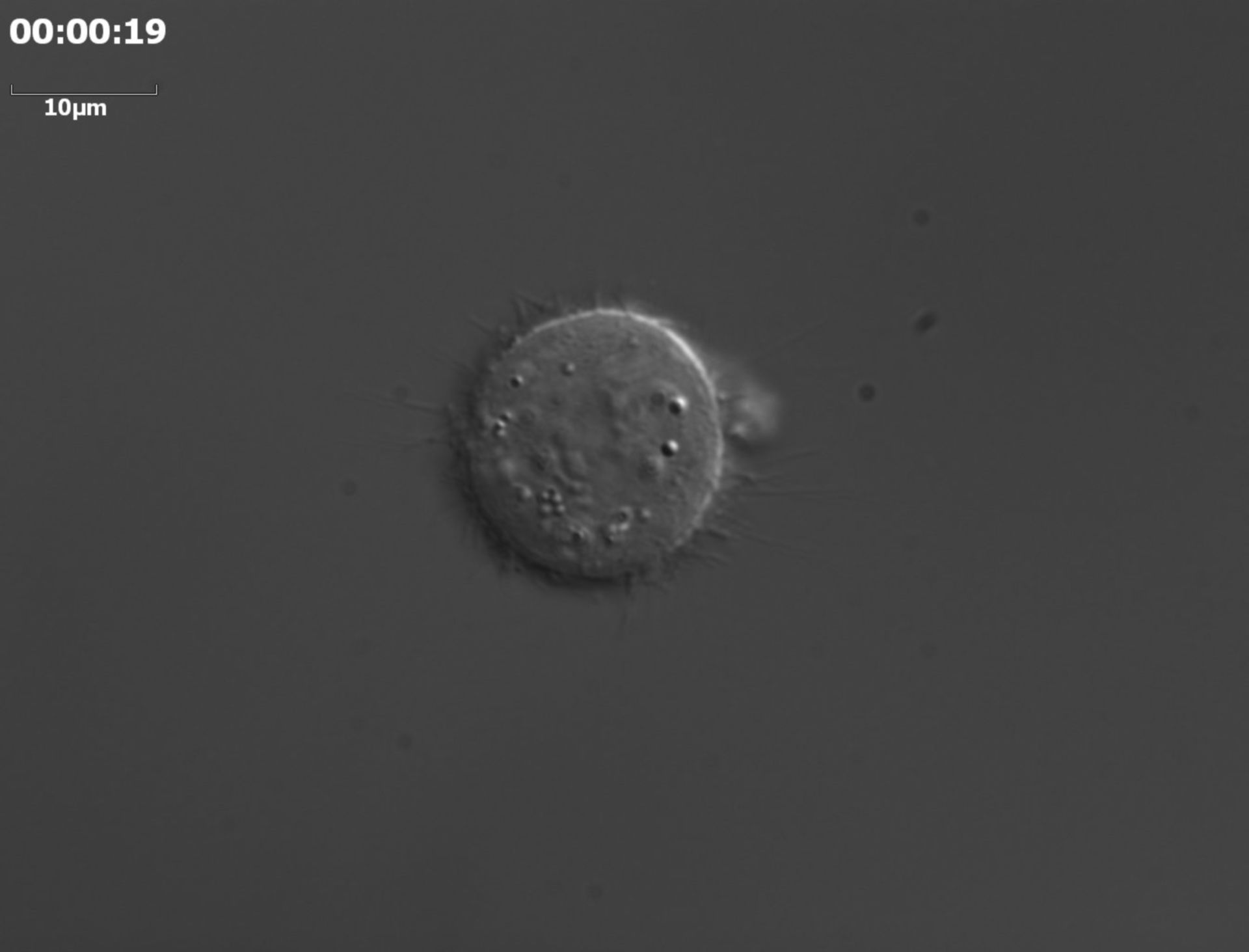 Homo sapiens (Retinal pigment epithelium) - CIL:35150