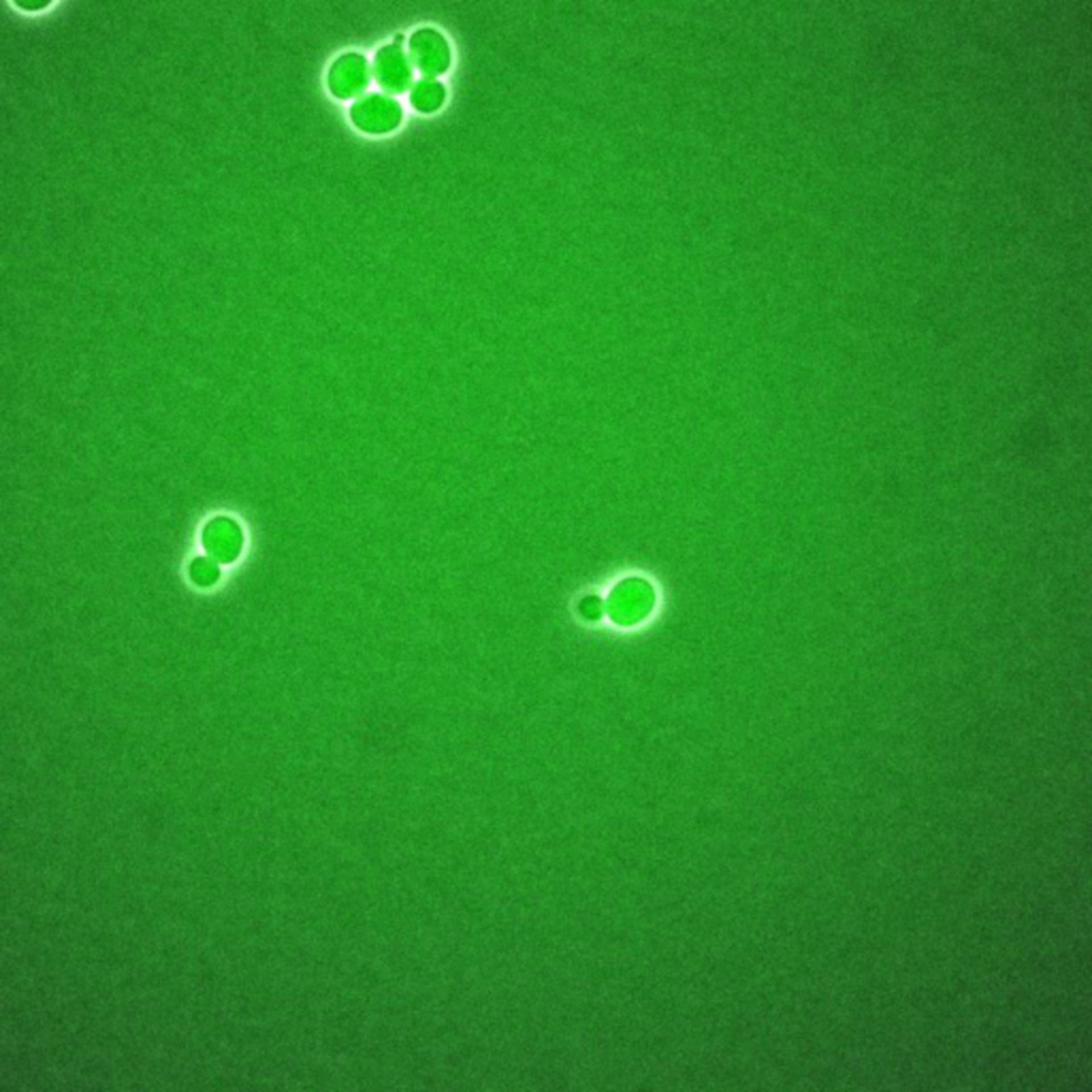 Saccharomyces cerevisiae (BCK2 protein) - CIL:35797