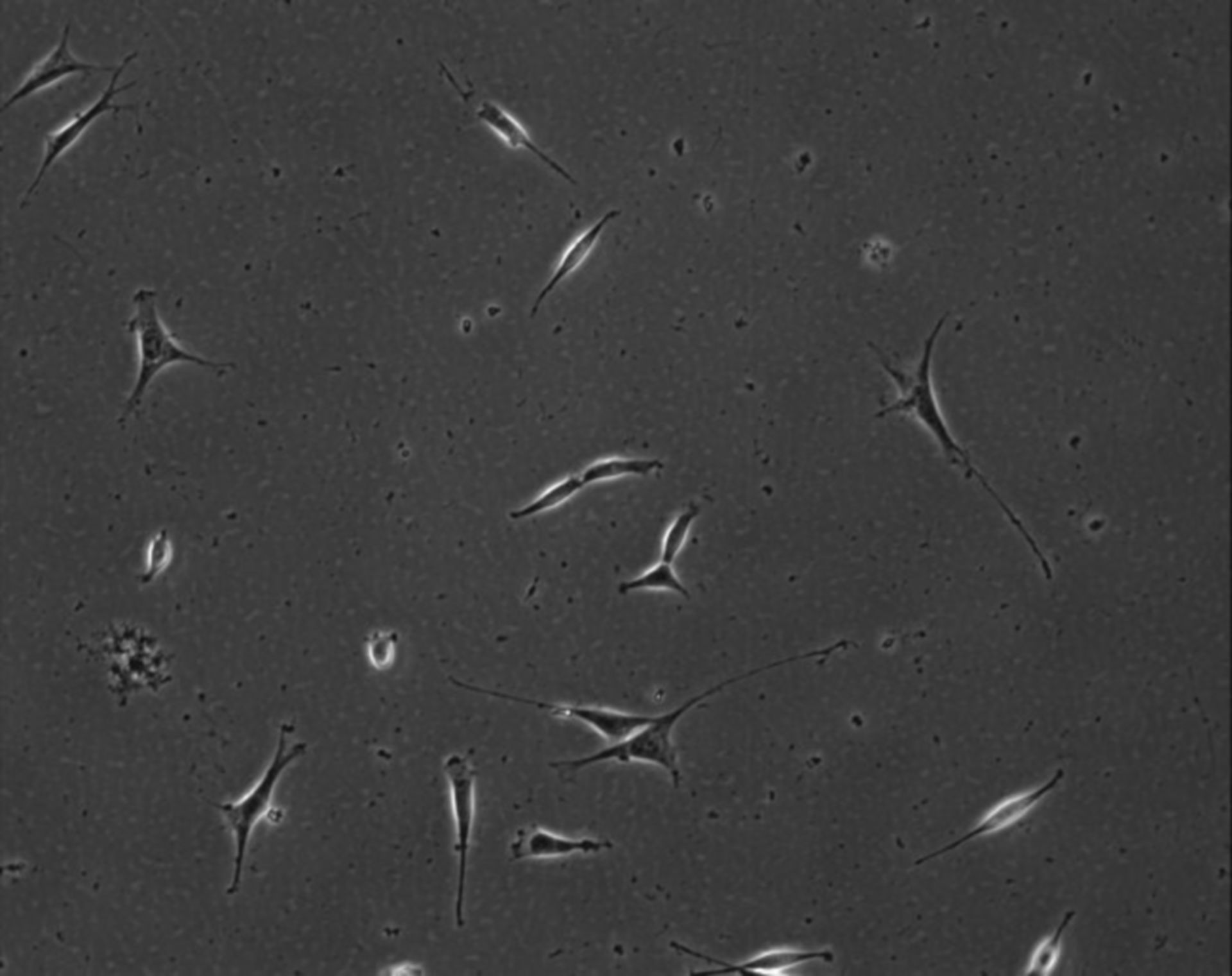 Mus musculus (Extracellular matrix part) - CIL:8955